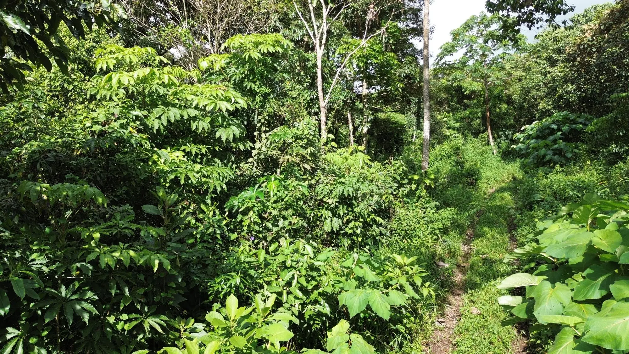 Potrerillos, Dolega, Chiriqui - Photo 130