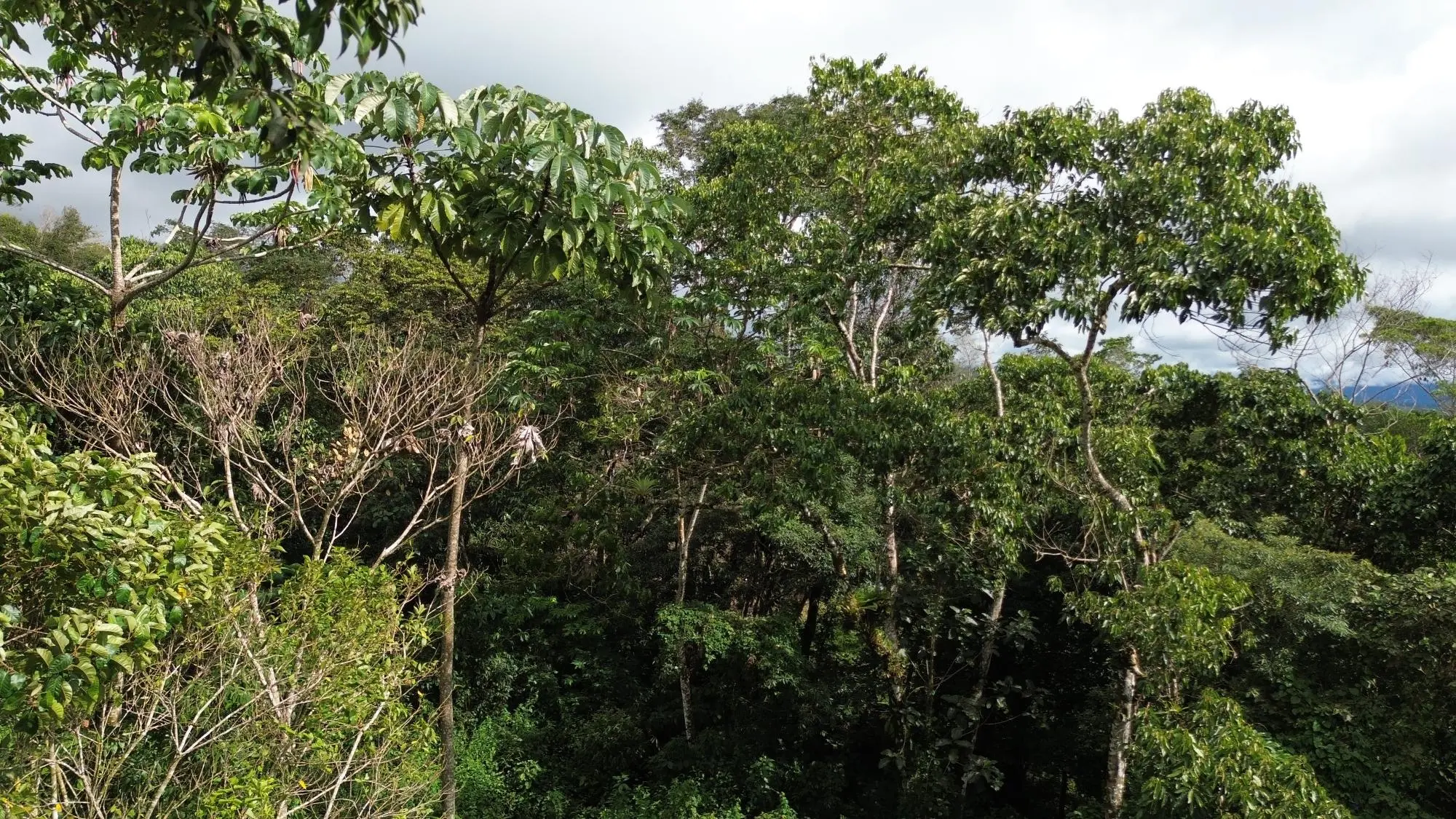 Potrerillos, Dolega, Chiriqui - Photo 104