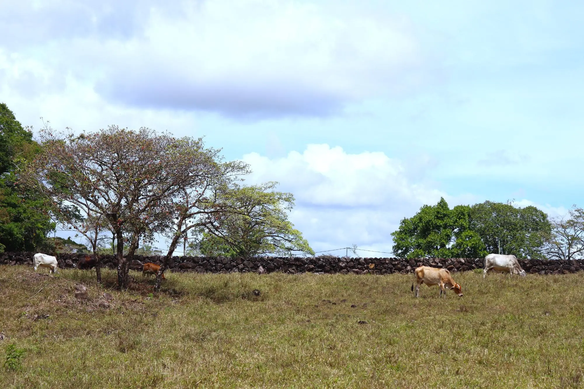 Boquete Caldera - Photo 55