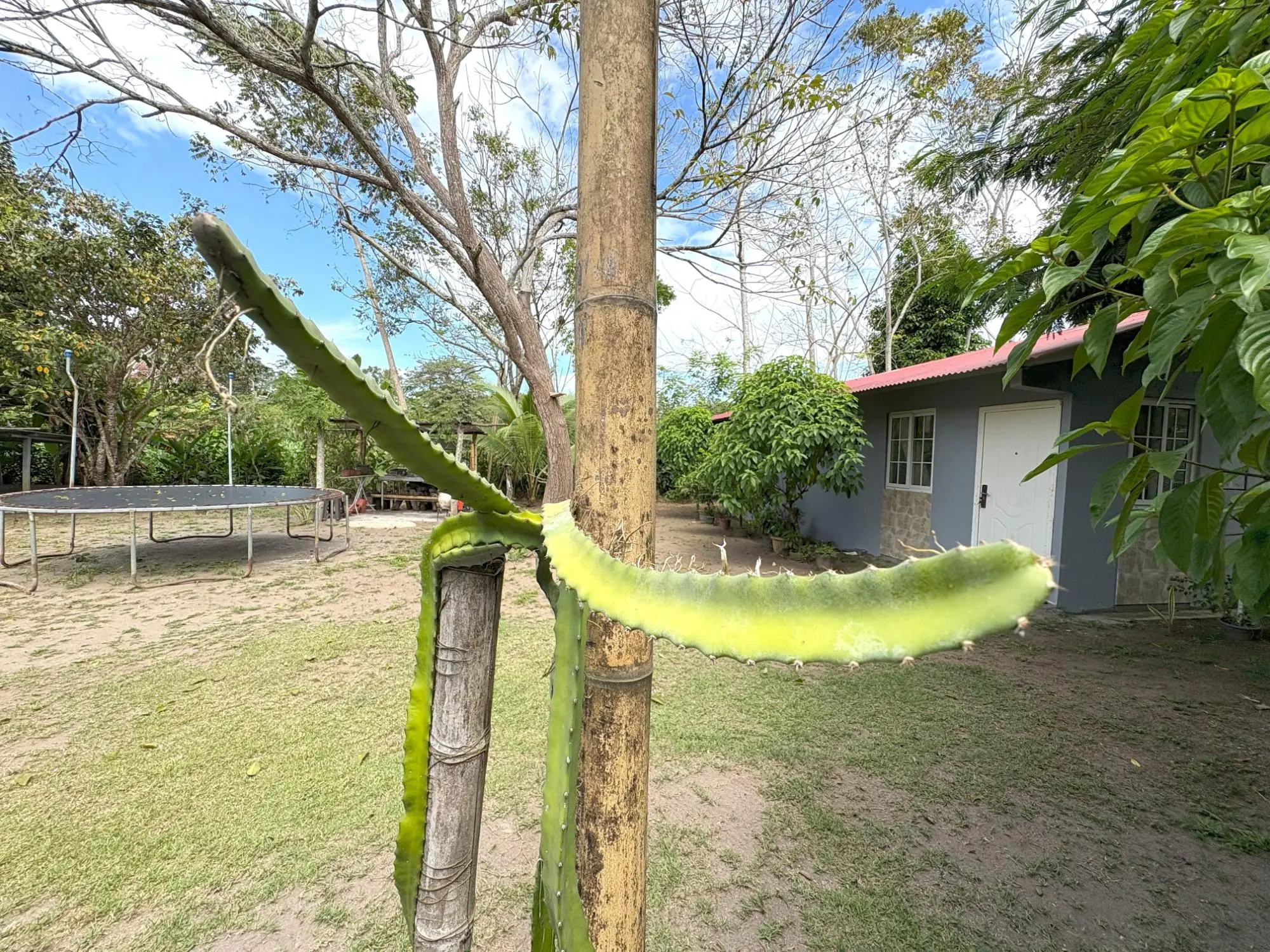 Guarumal Chiriqui - Photo 16