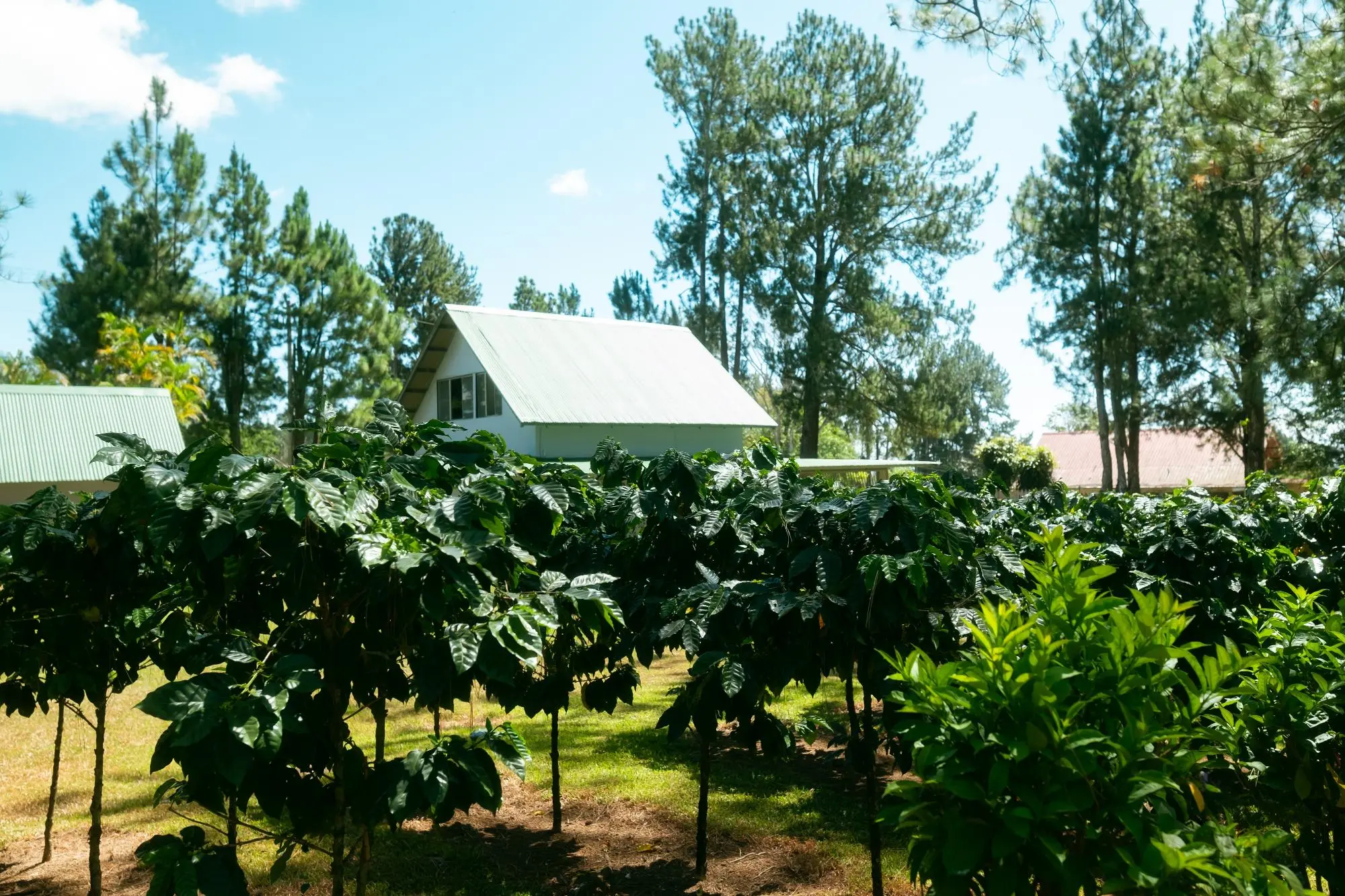 Potrerillos, Dolega, Chiriqui, Panama - Photo 123