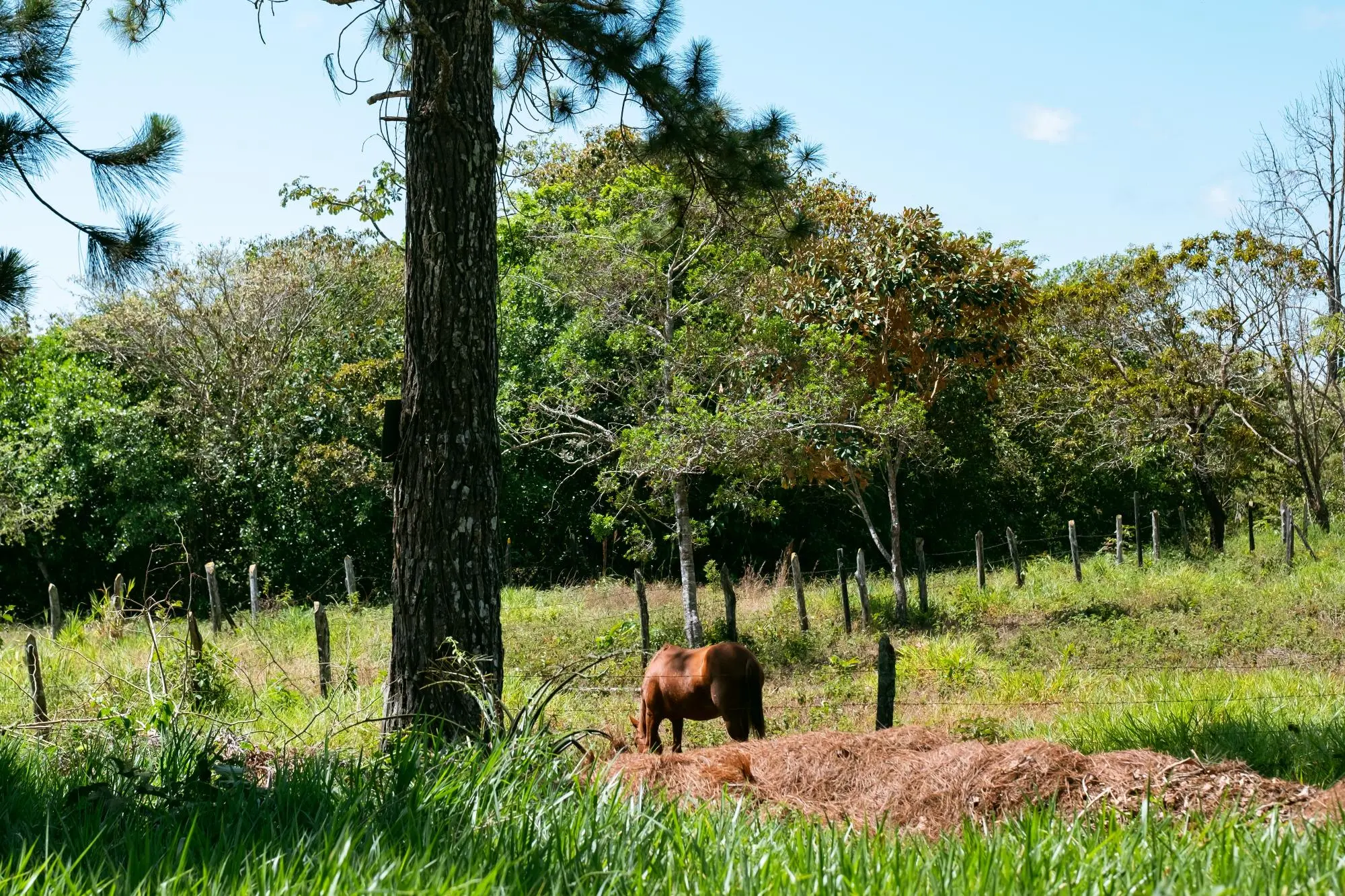 Potrerillos, Dolega, Chiriqui, Panama - Photo 108