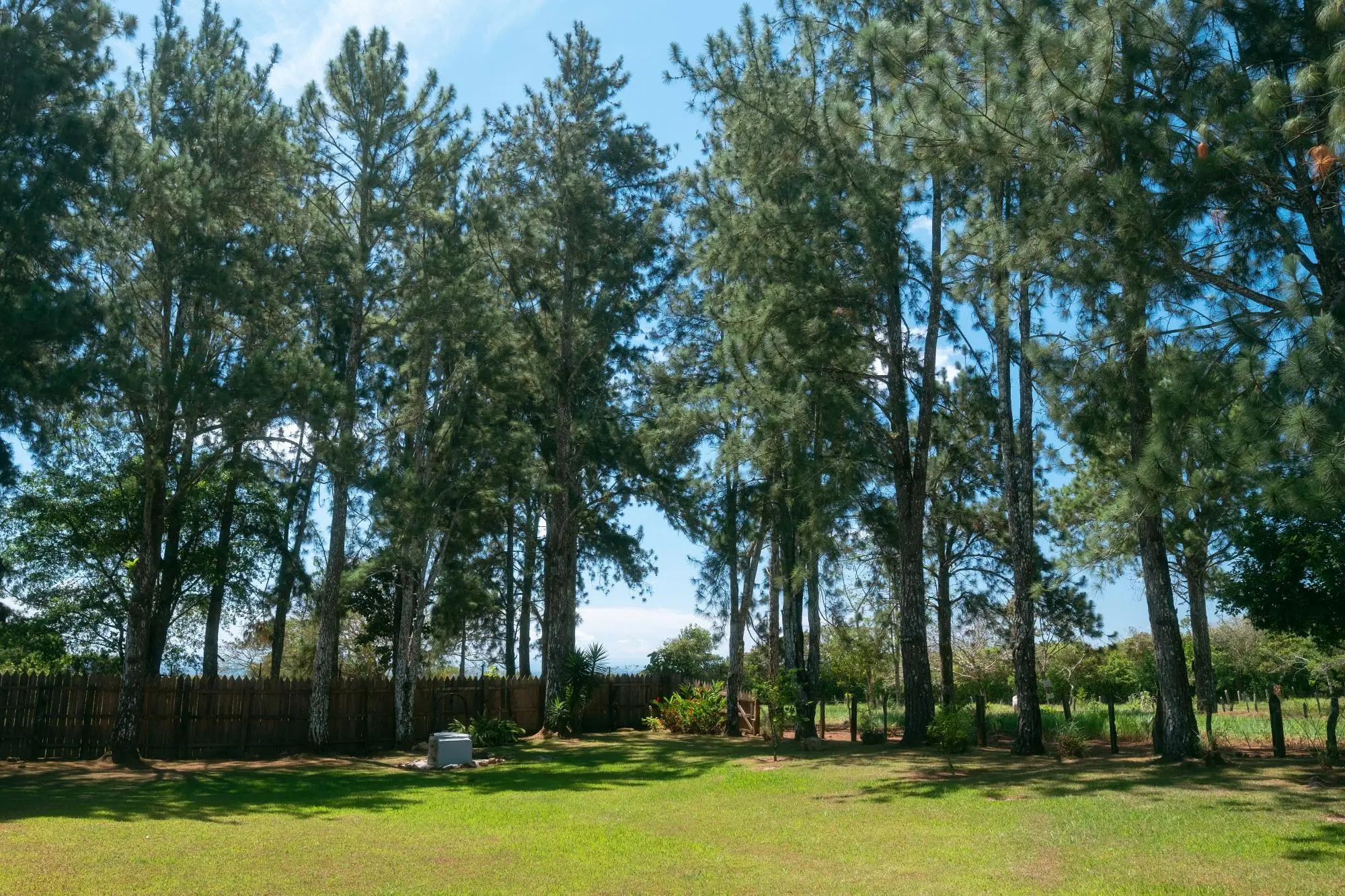 Potrerillos, Dolega, Chiriqui, Panama - Photo 124