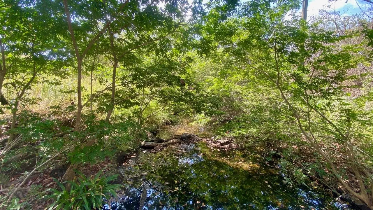 Calle La Canelita ##5 - Photo 53