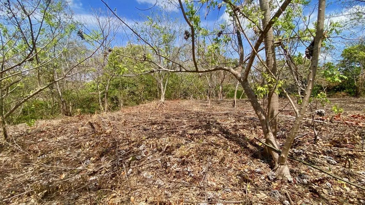 Calle La Canelita ##5 - Photo 43