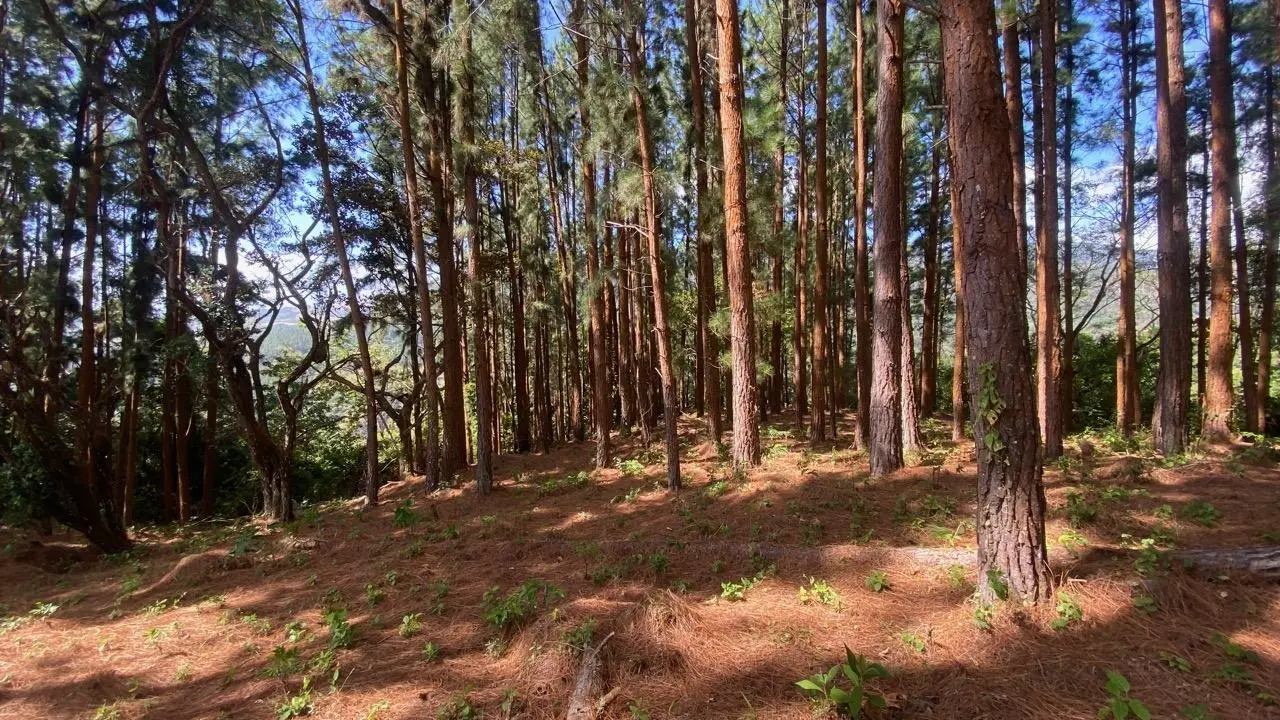 #44 Calle Livorno - Photo 32