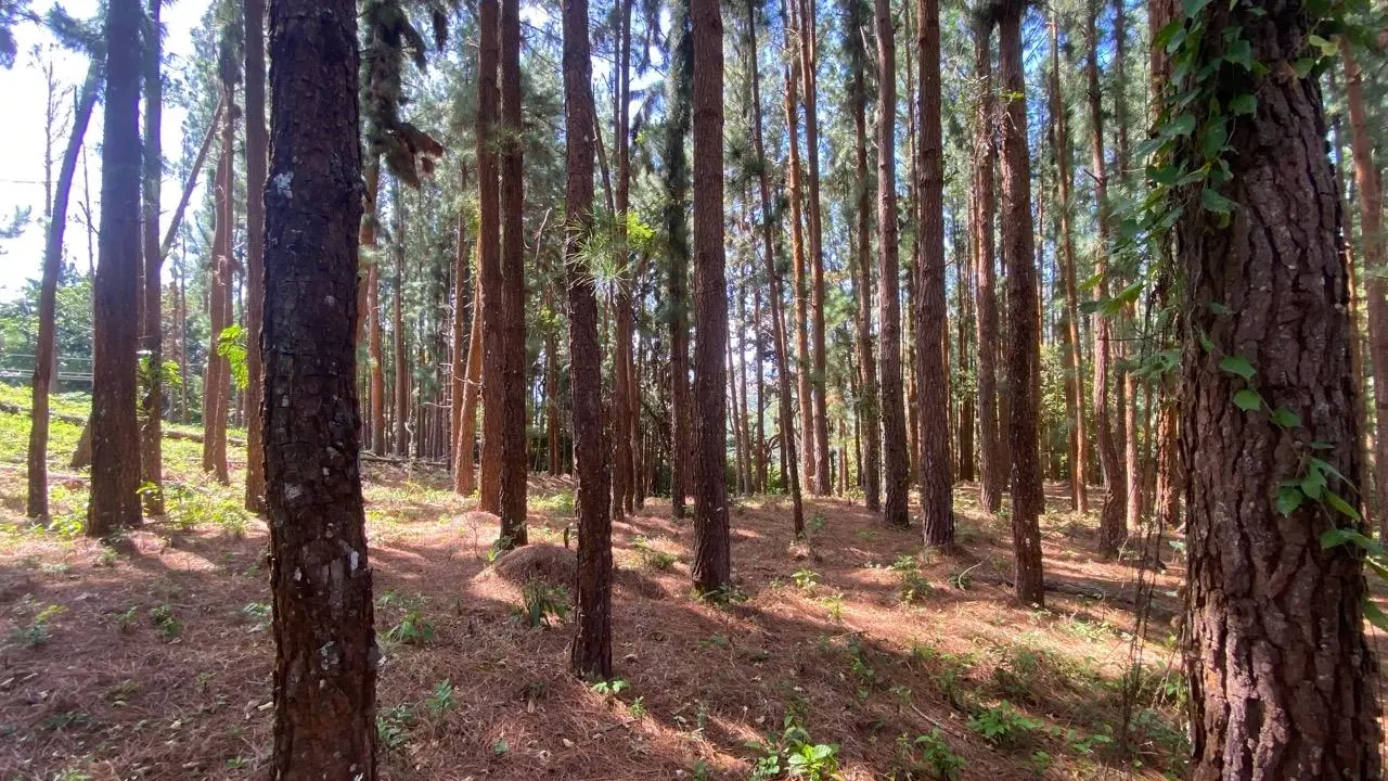 #44 Calle Livorno - Photo 22