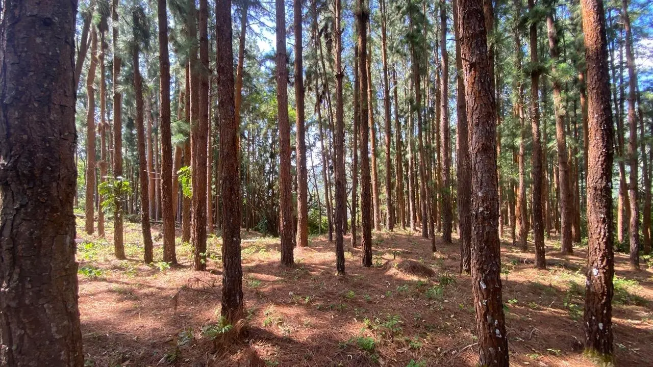 #44 Calle Livorno - Photo 19