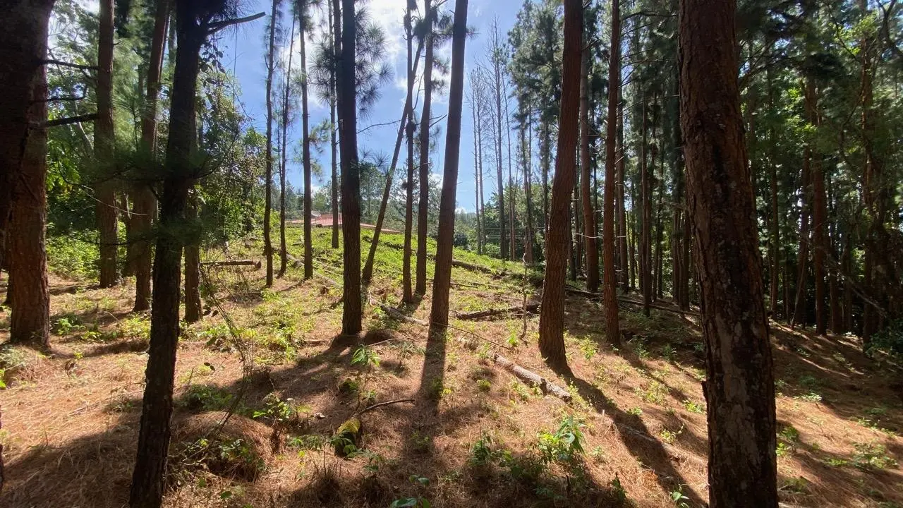 #44 Calle Livorno - Photo 26