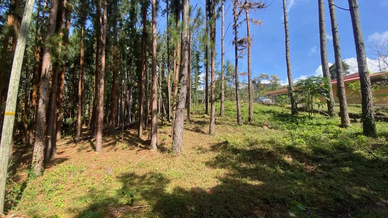 #44 Calle Livorno - Photo 4