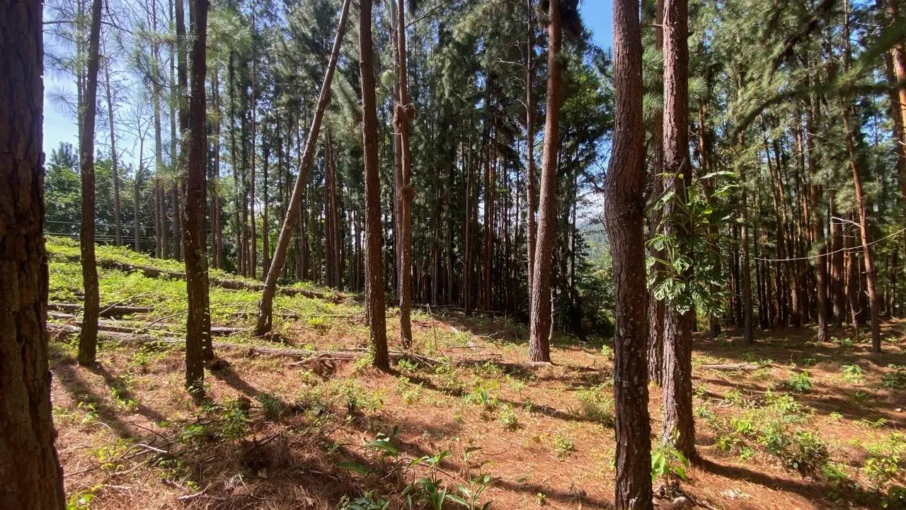 #44 Calle Livorno - Photo 16