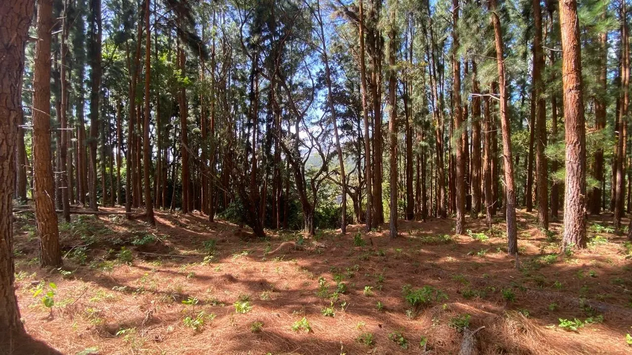 #44 Calle Livorno - Photo 28