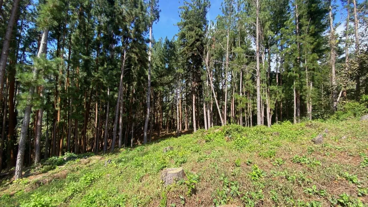 #44 Calle Livorno - Photo 8