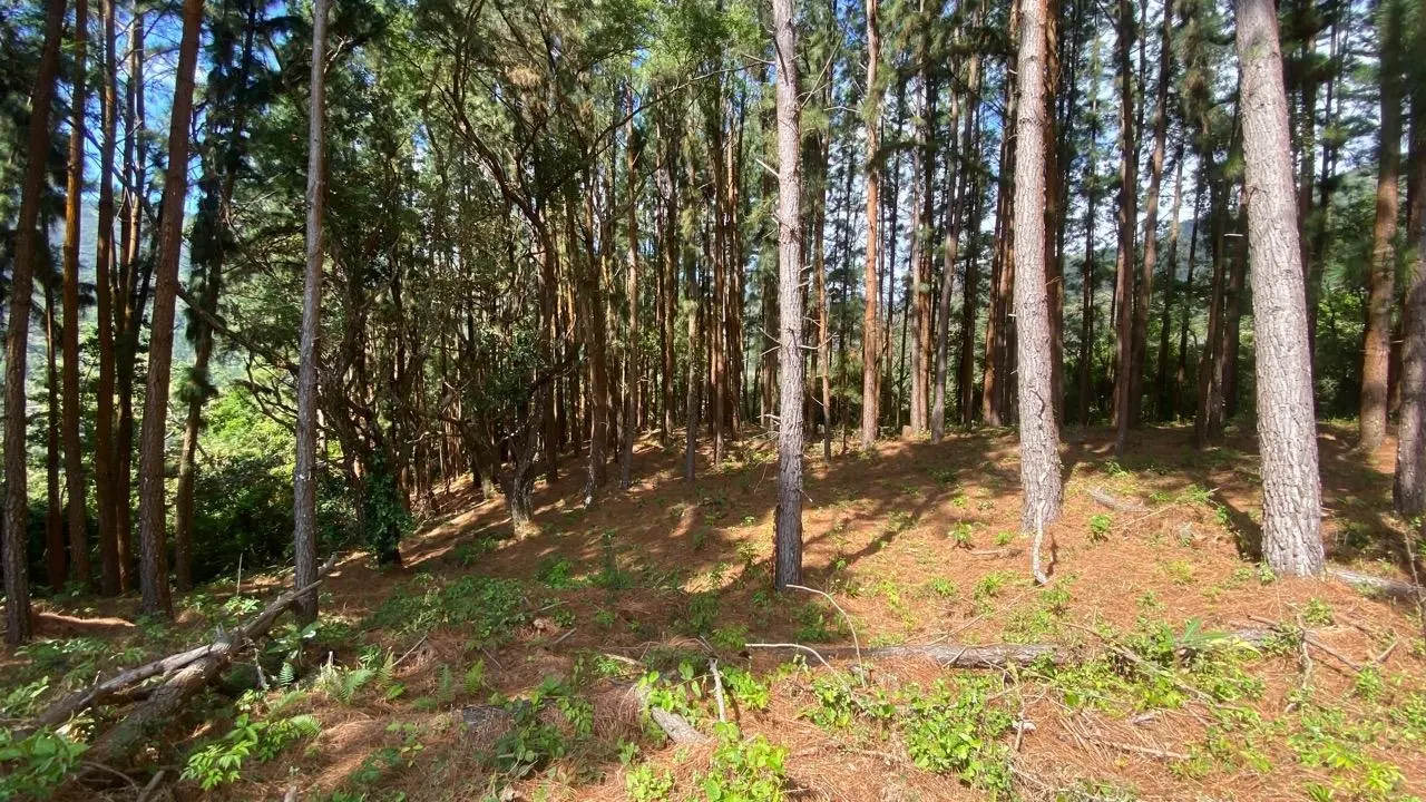 #44 Calle Livorno - Photo 34