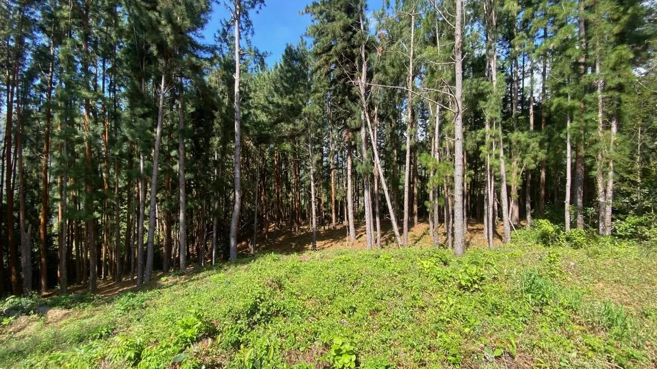 #44 Calle Livorno - Photo 12