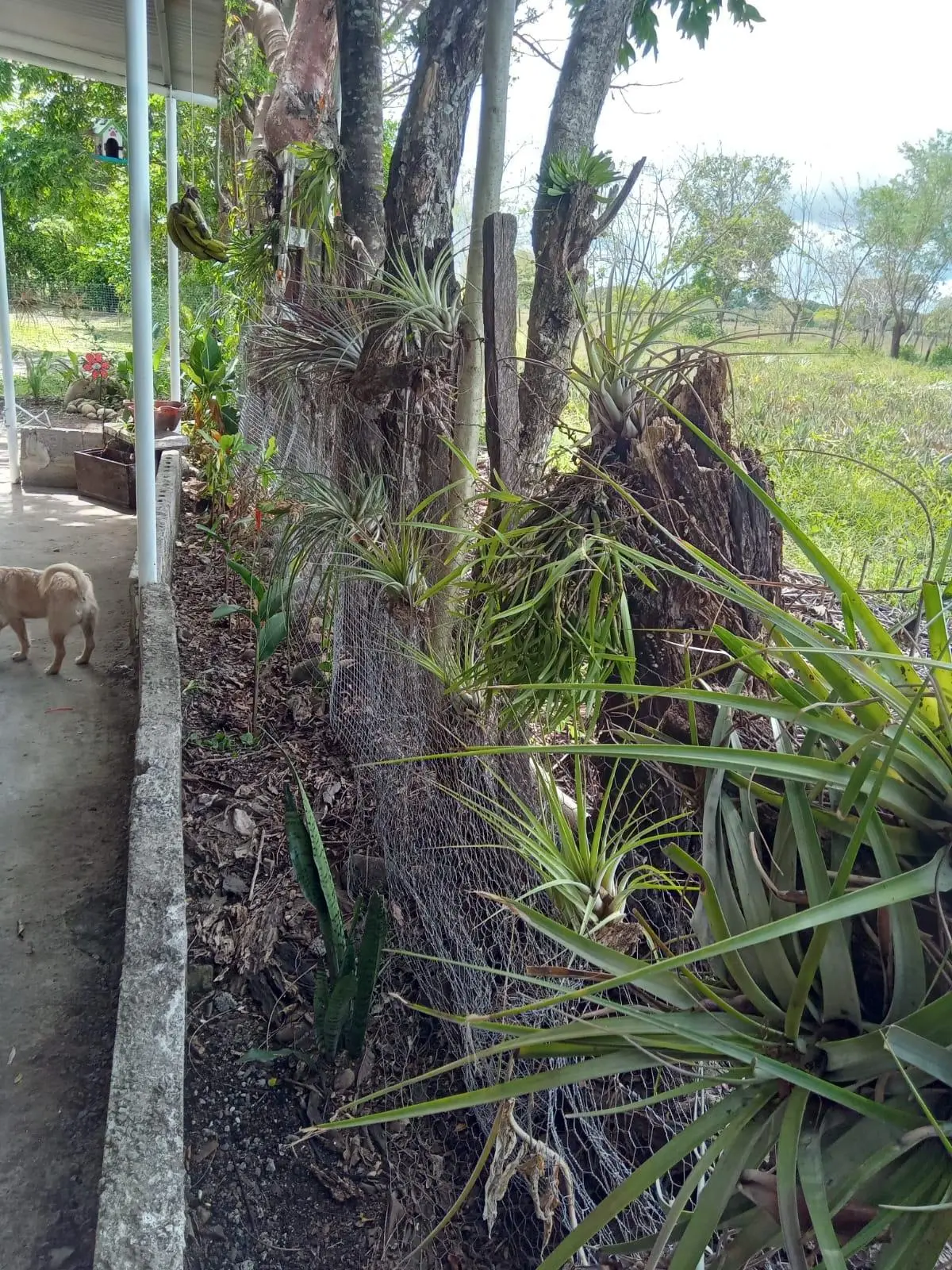 Dolega, Chiriqui, Panama - Photo 80