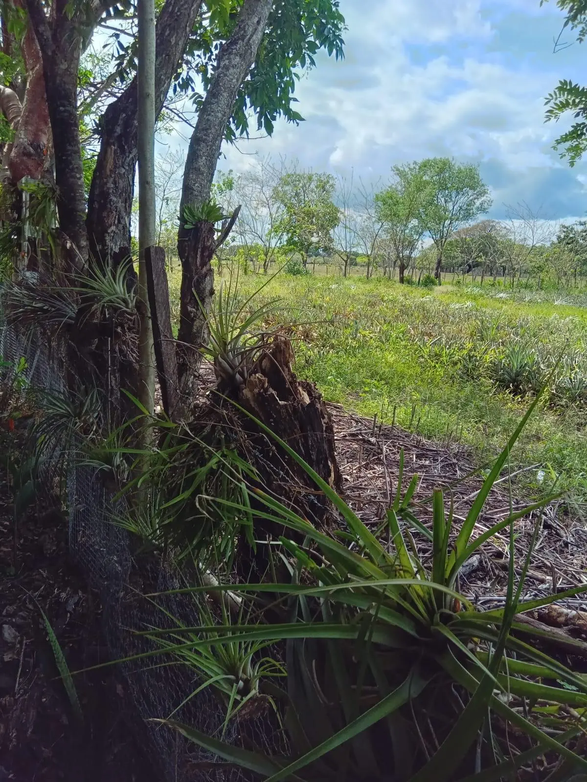 Dolega, Chiriqui, Panama - Photo 76