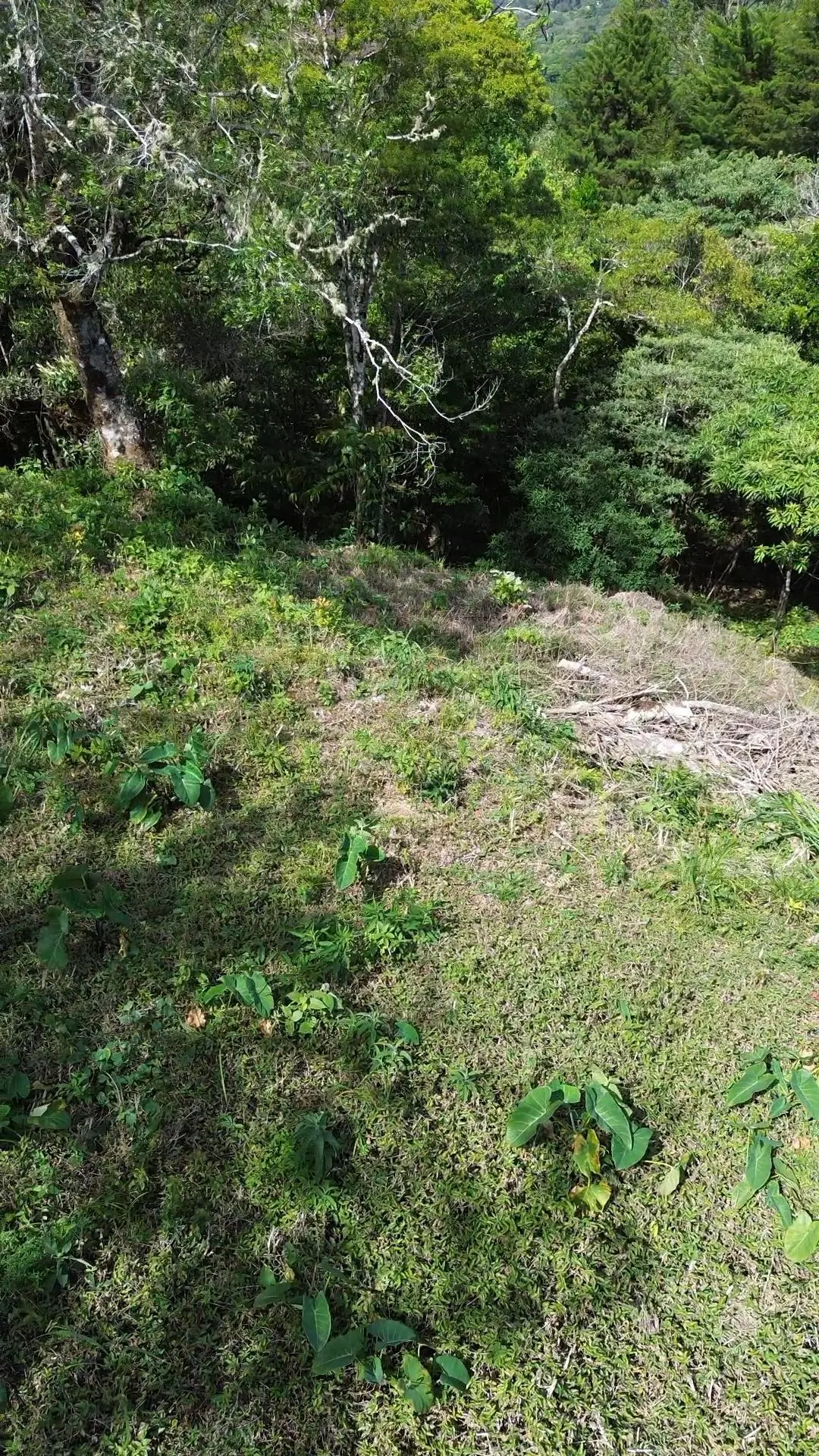 Jaramillo, Boquete, Chiriqui, Panama - Photo 31