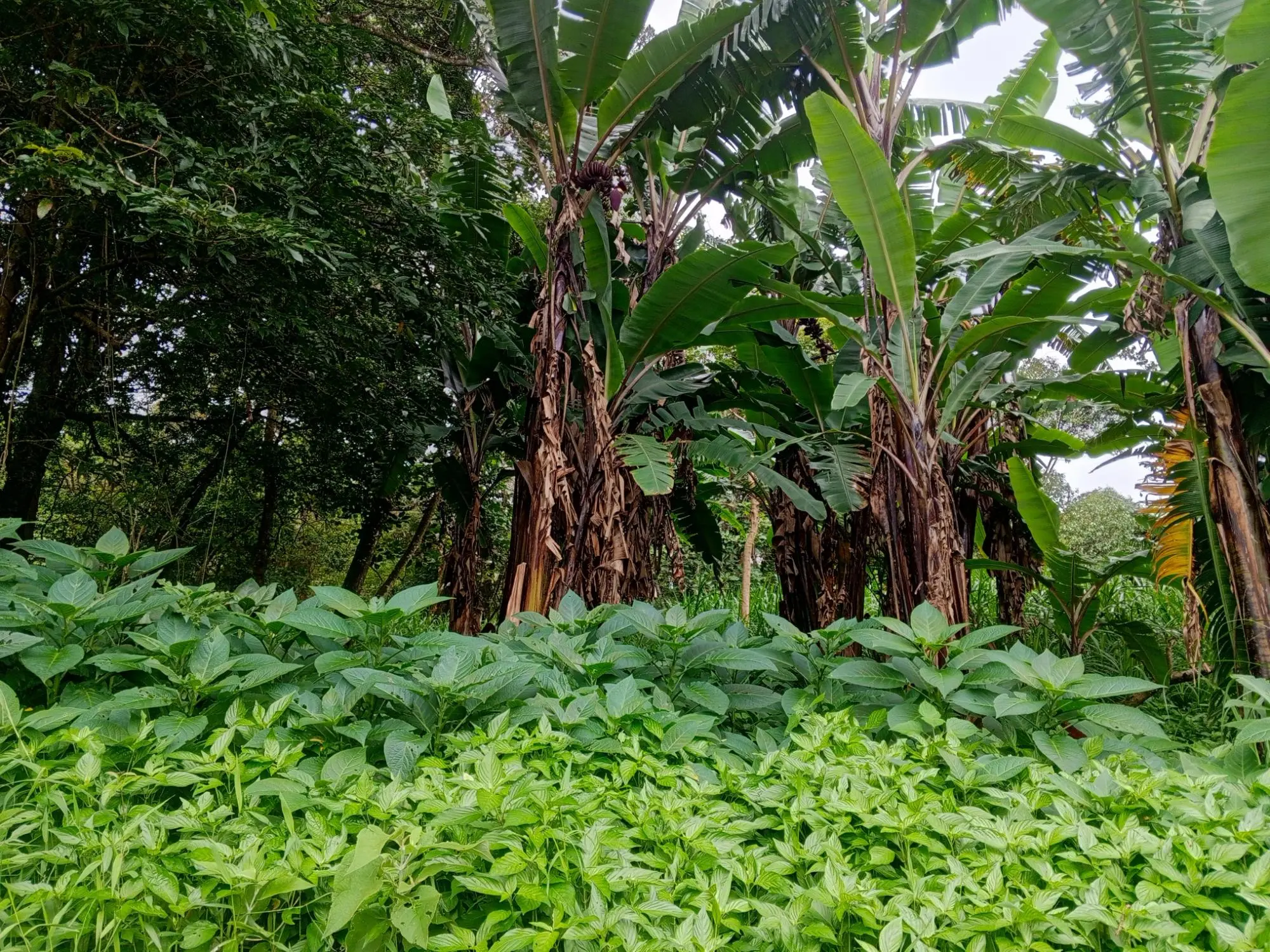 Lot 1574.64m² Jaramillo - Photo 4