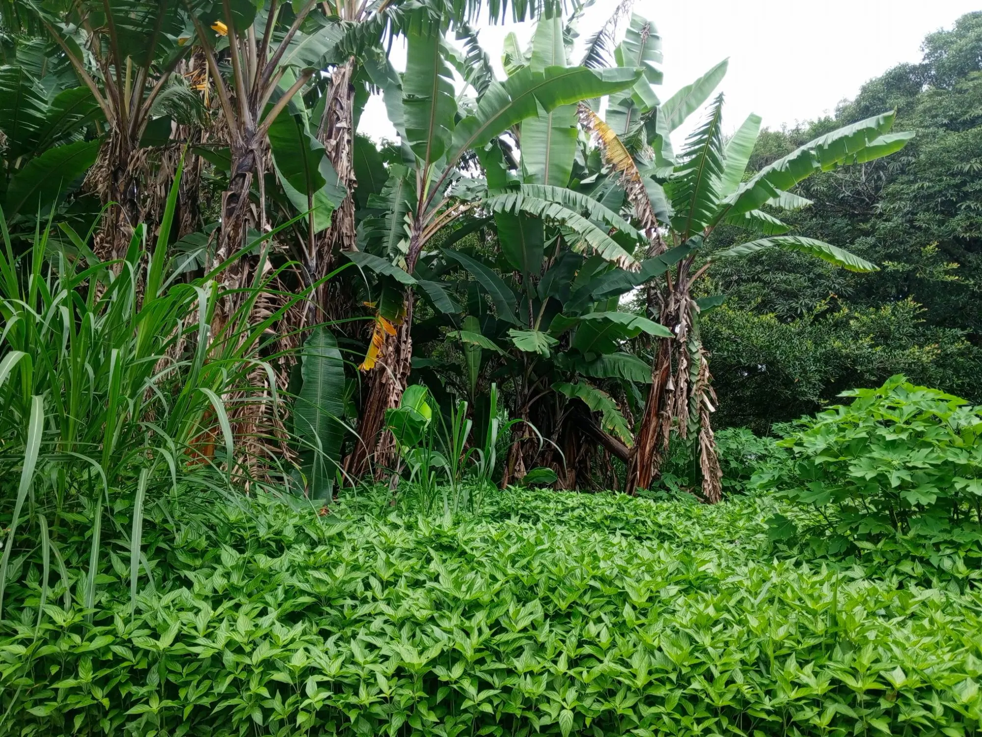 Lot 1574.64m² Jaramillo - Photo 6