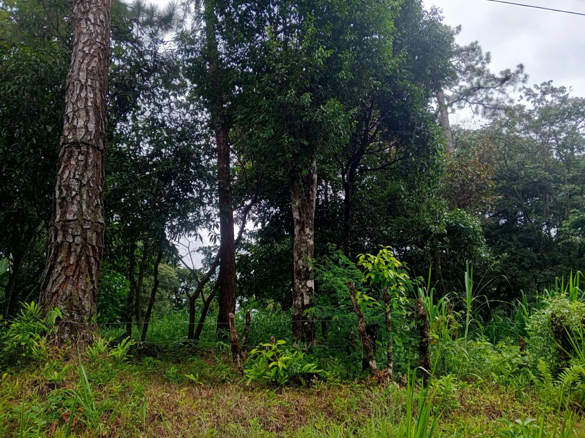 Lot 1574.64m² Jaramillo - Photo 3