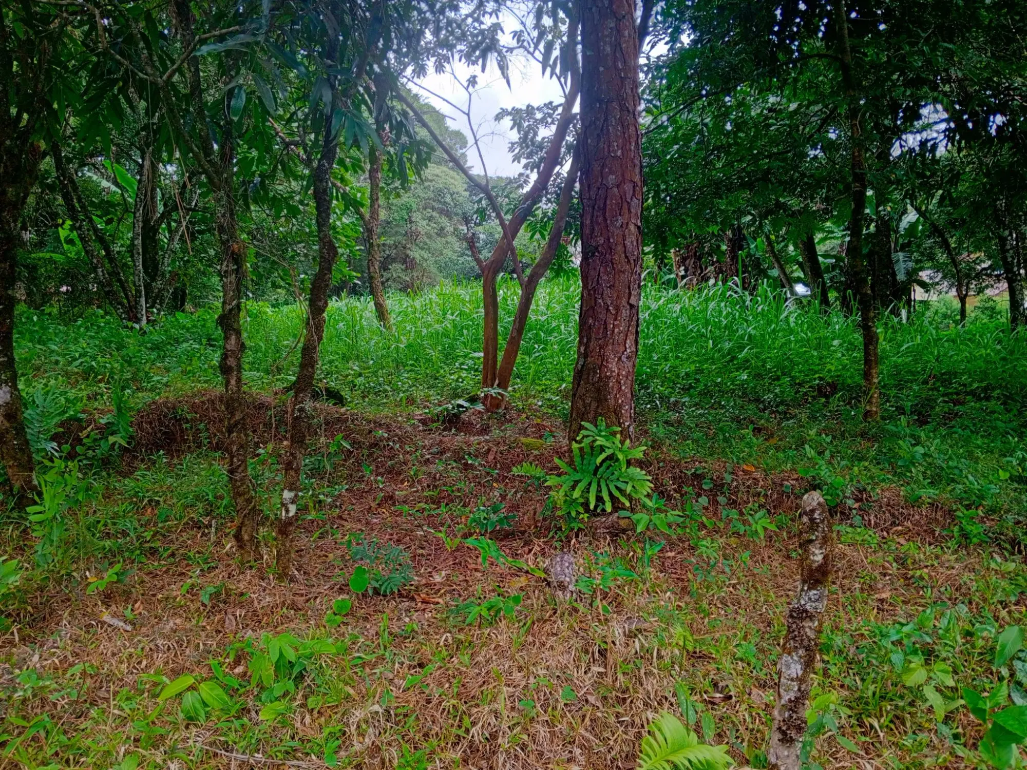 lot 1574.64m² jaramillo