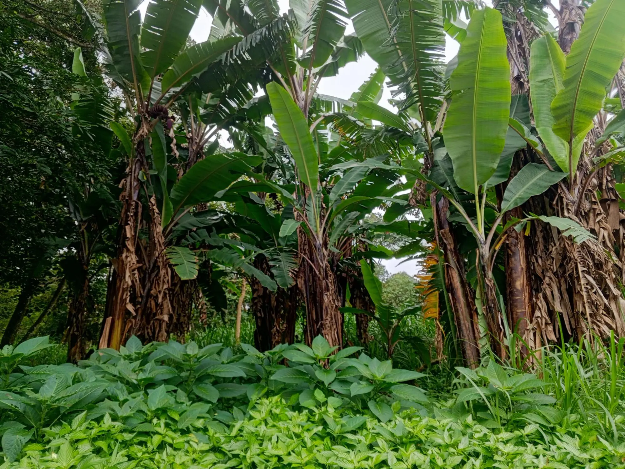 Lot 1574.64m² Jaramillo - Photo 5