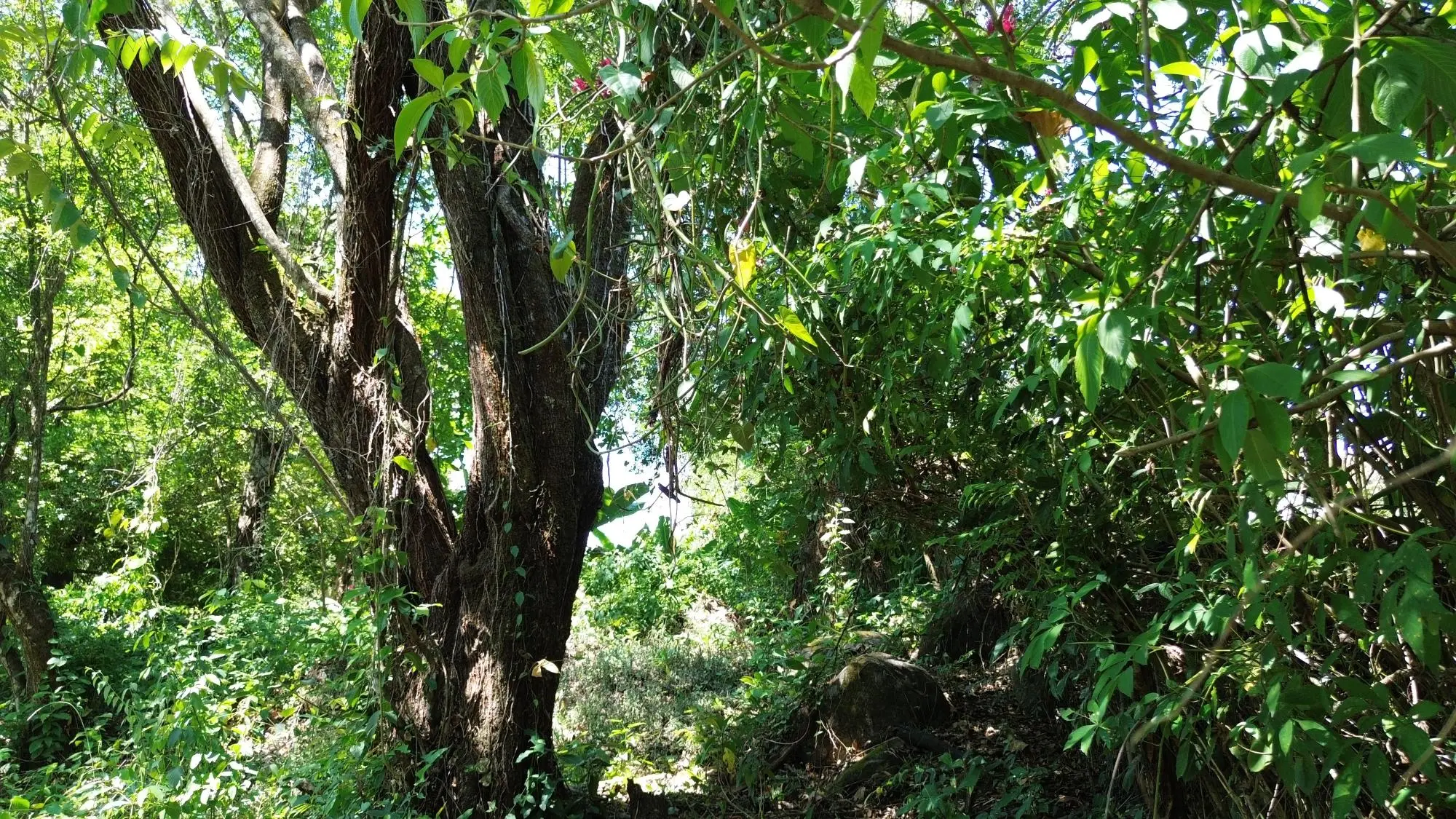 Caldera Chiriqui - Photo 12