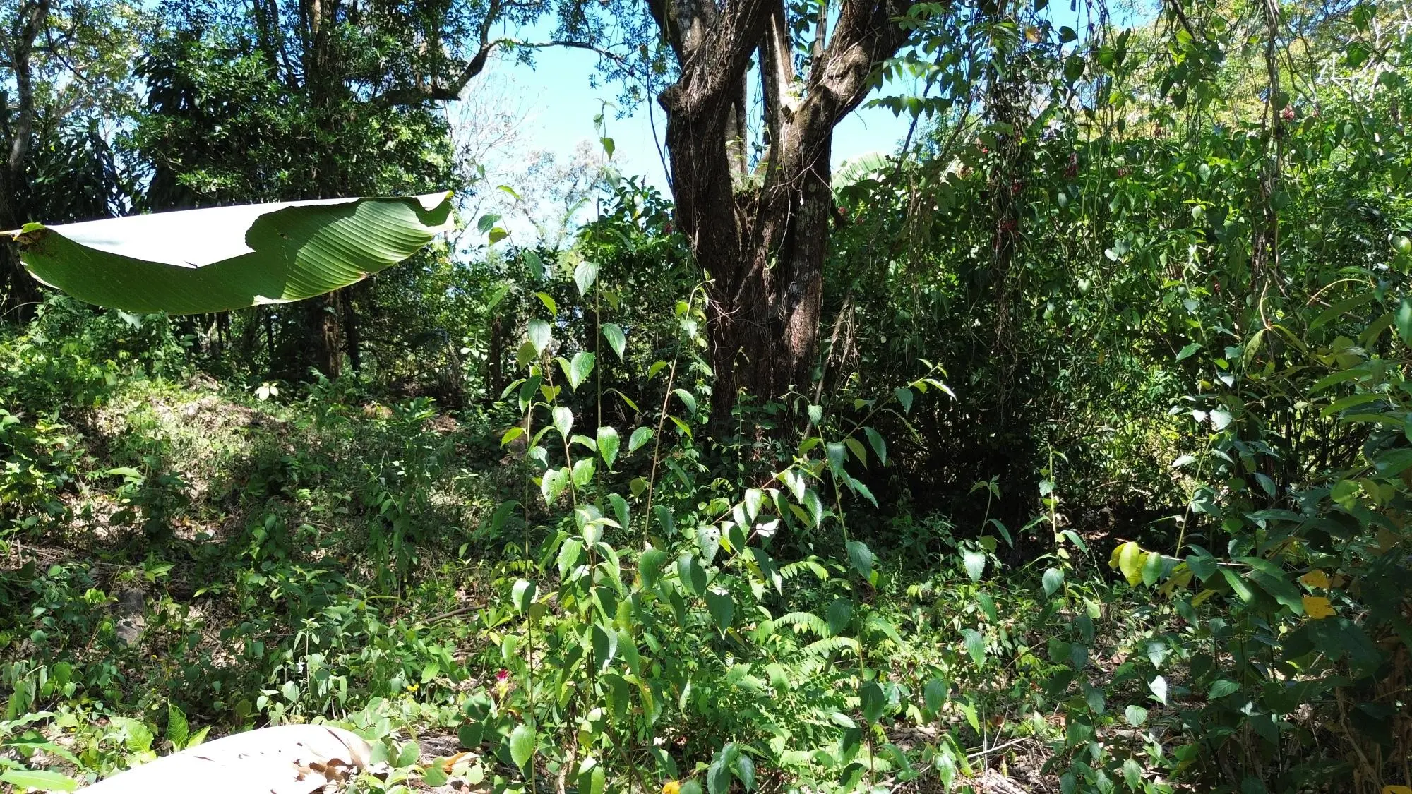 Caldera Chiriqui - Photo 26