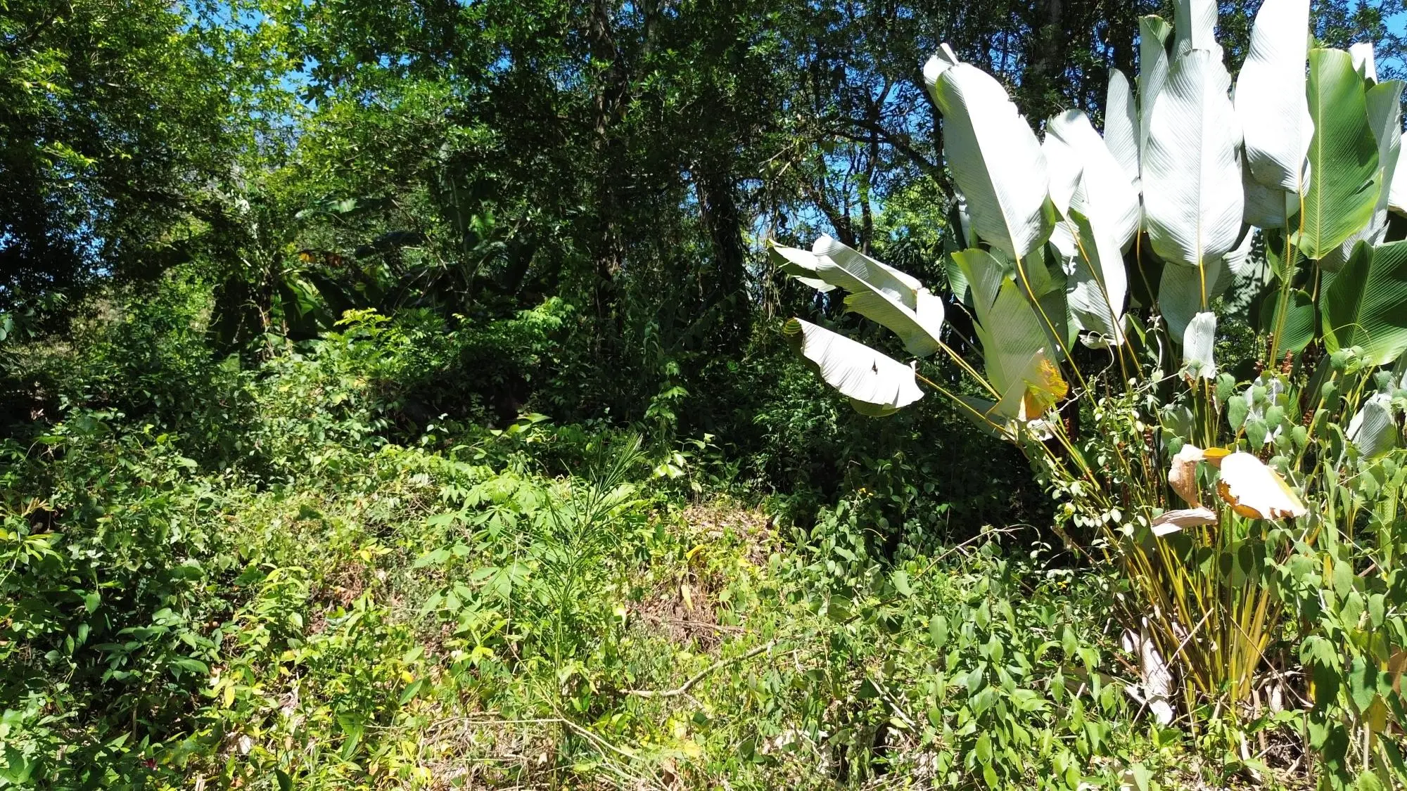 Caldera Chiriqui - Photo 32