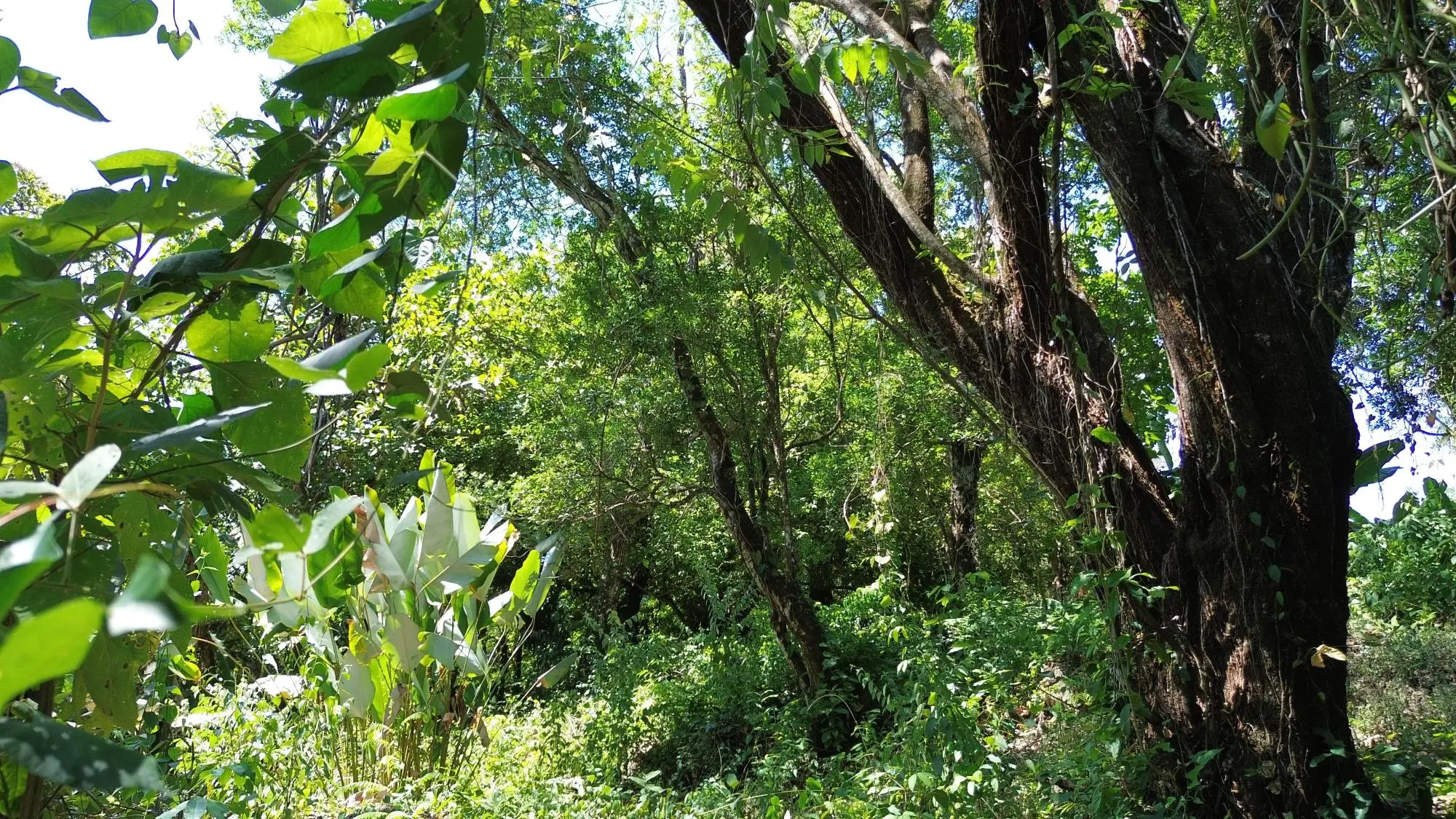 Caldera Chiriqui - Photo 18