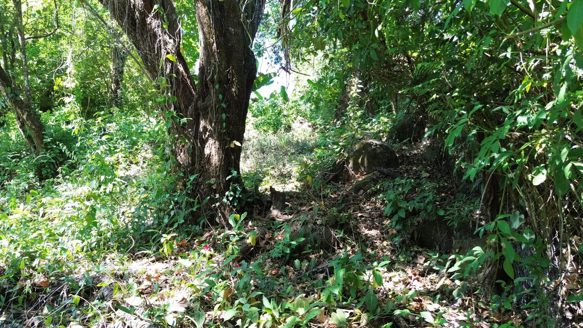 Caldera Chiriqui - Photo 9