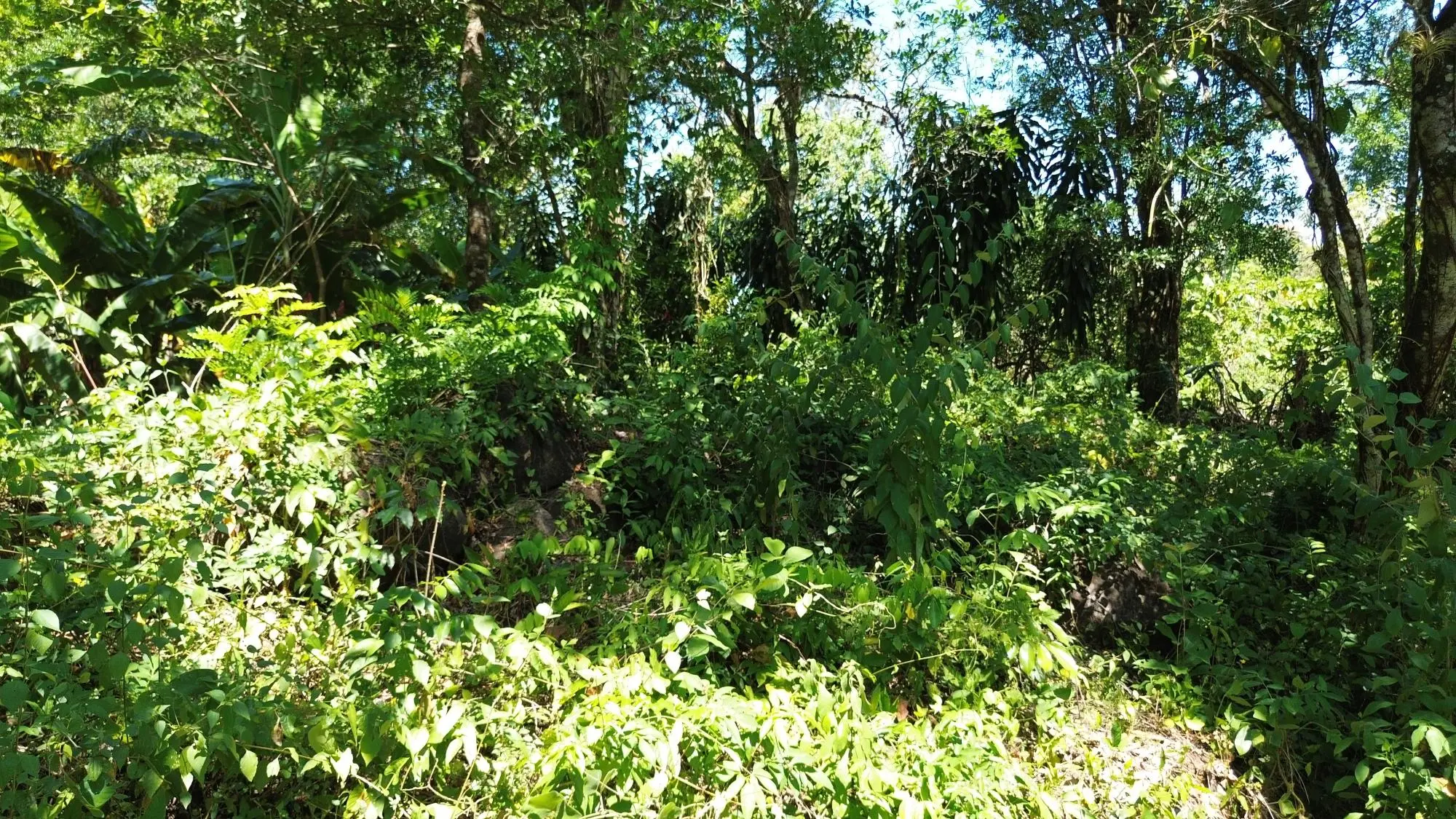 Caldera Chiriqui - Photo 49