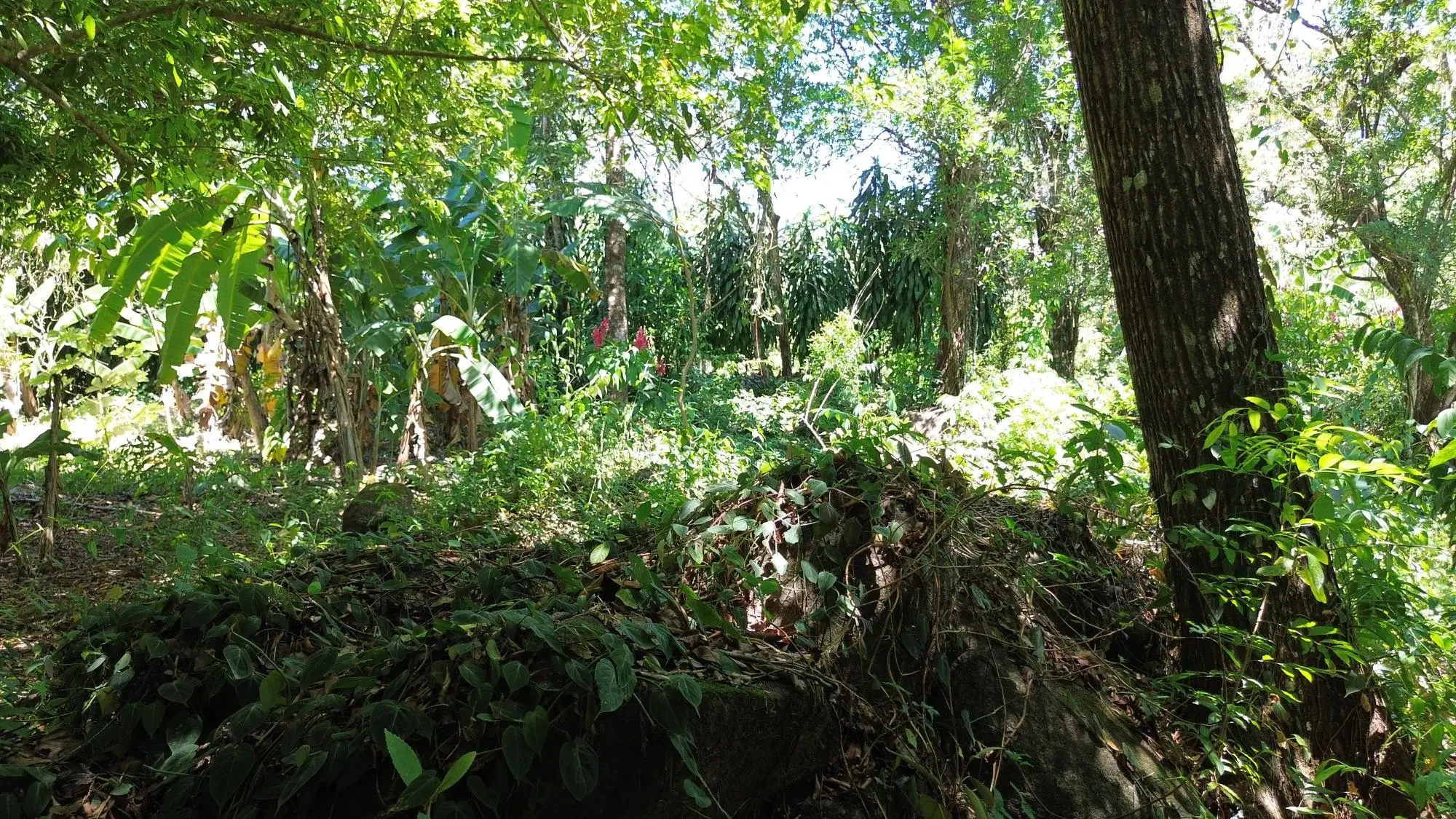 Caldera Chiriqui - Photo 87