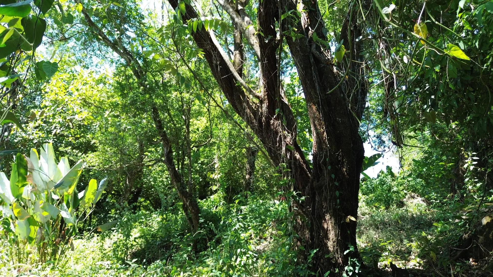 Caldera Chiriqui - Photo 15