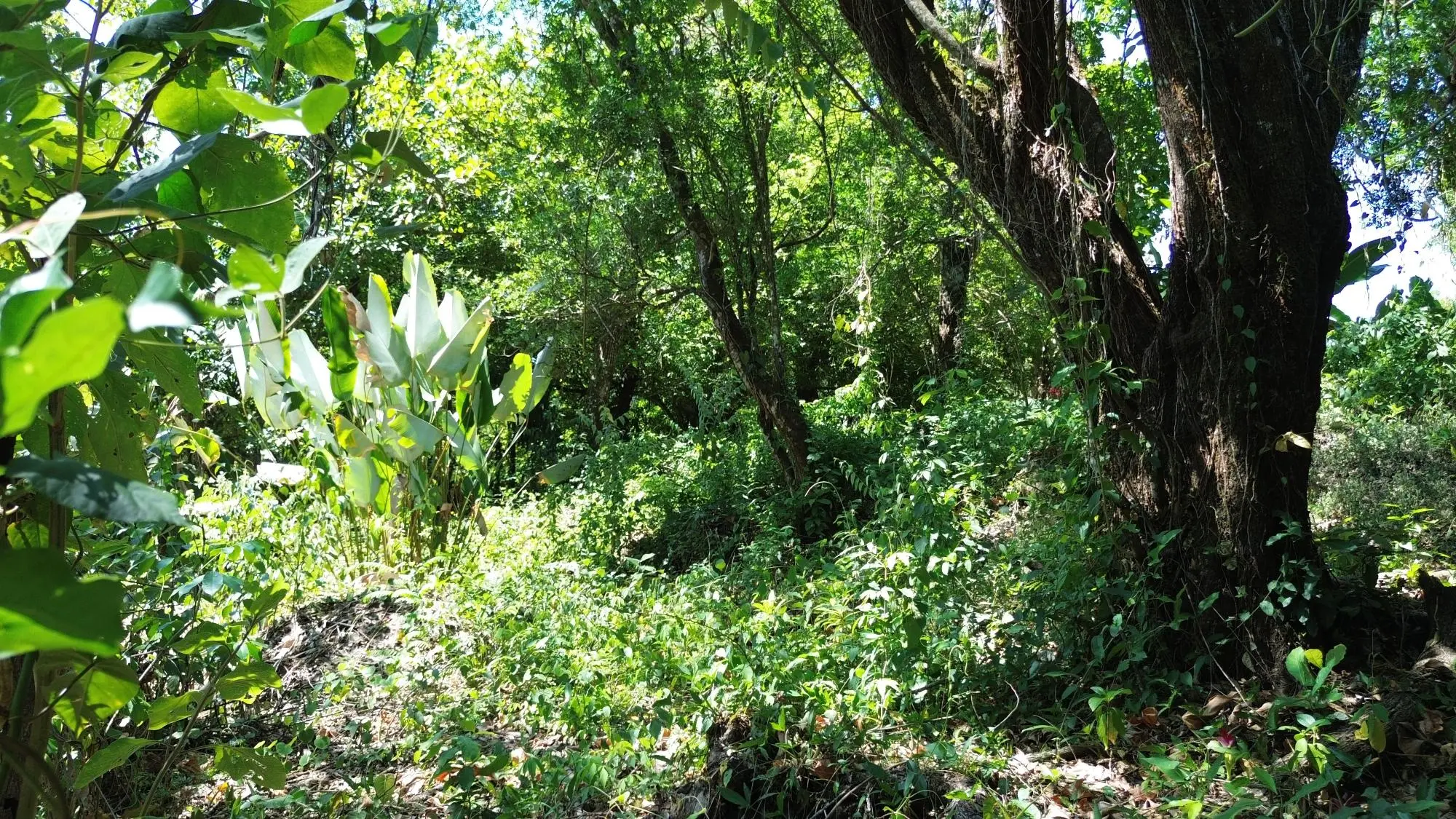 Caldera Chiriqui - Photo 20