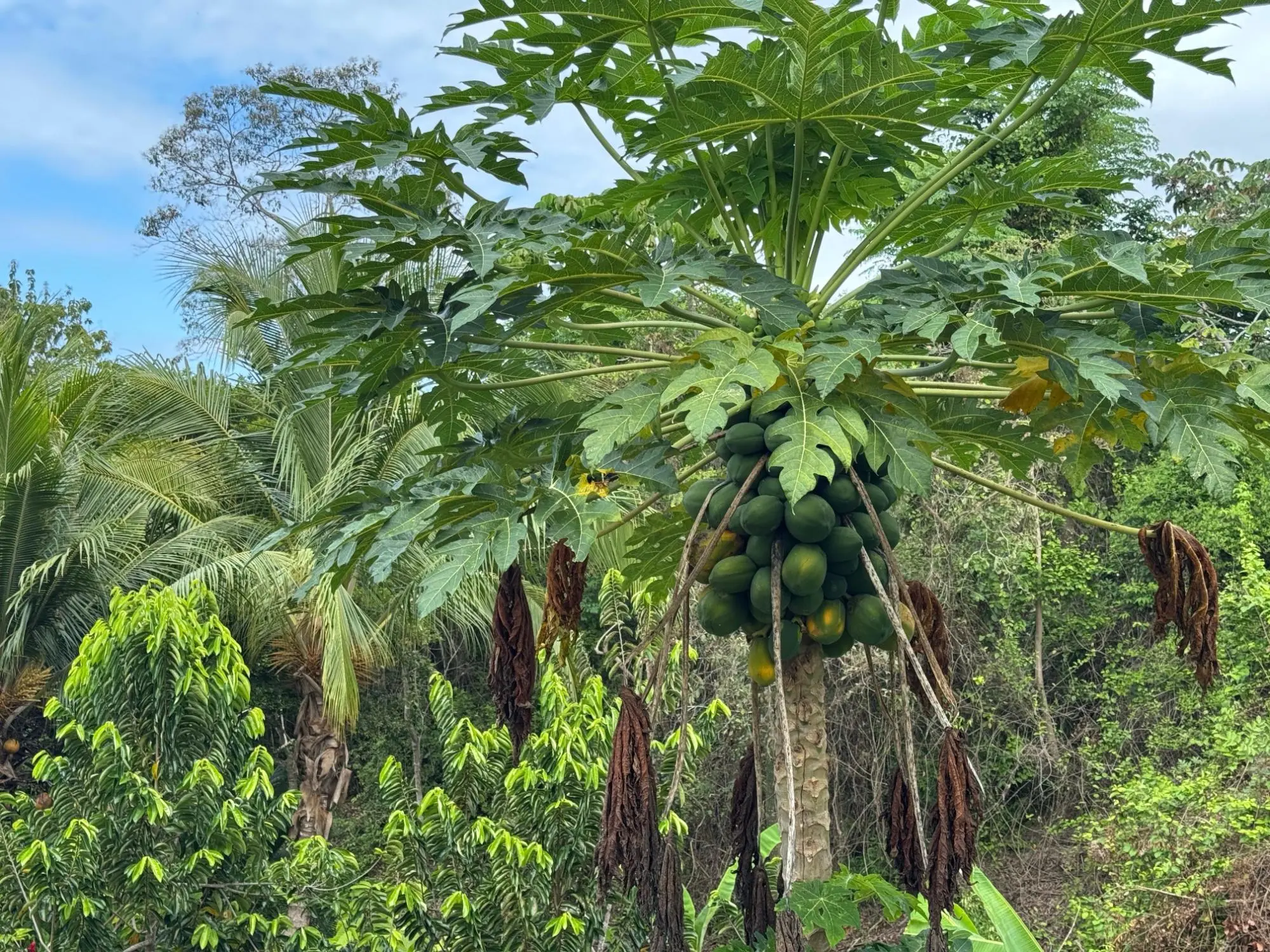 San Carlos Panama - Photo 82