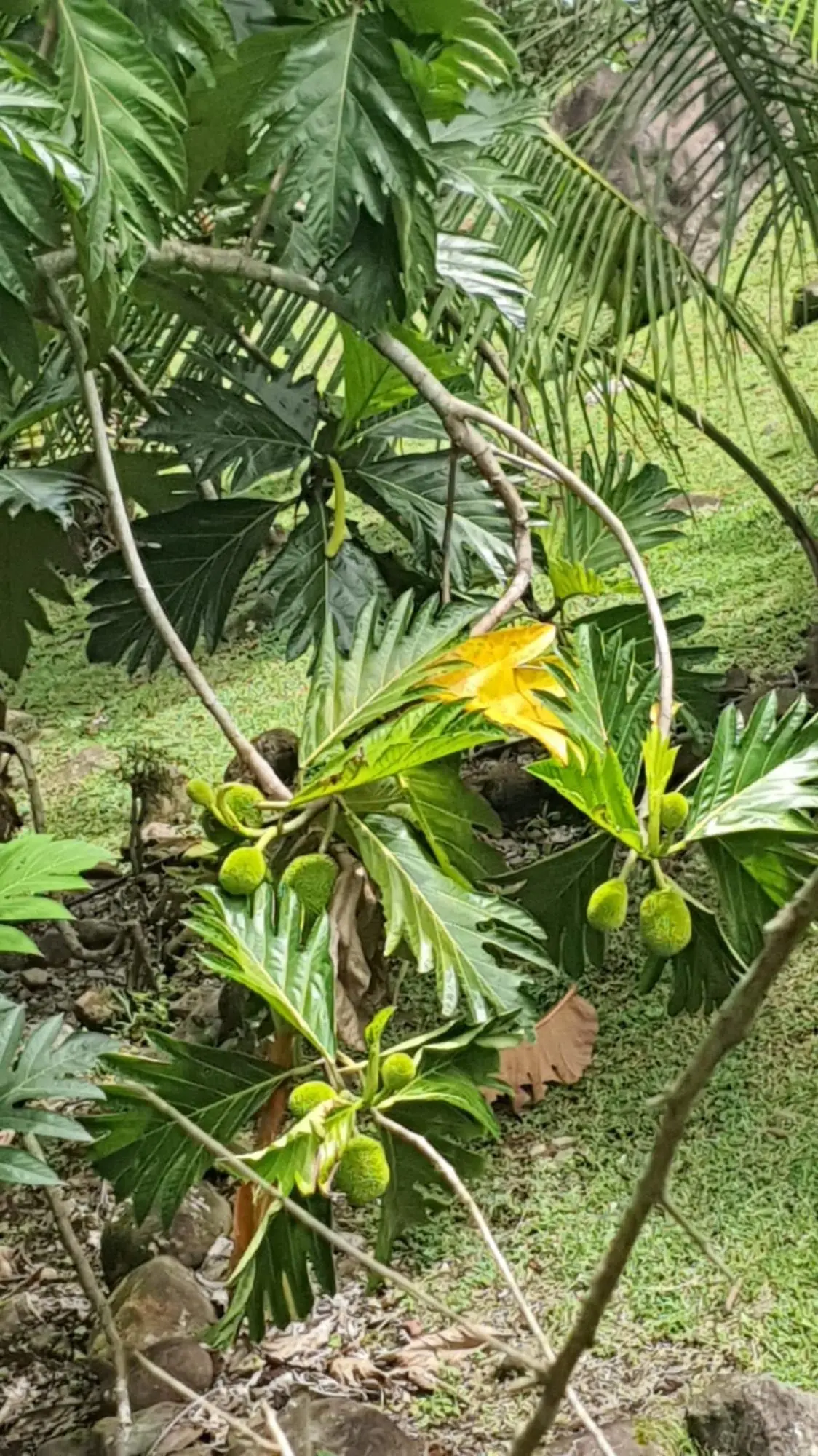 0 Chiriquí, Bugaba, Santa Rosa, El Santo - Photo 24