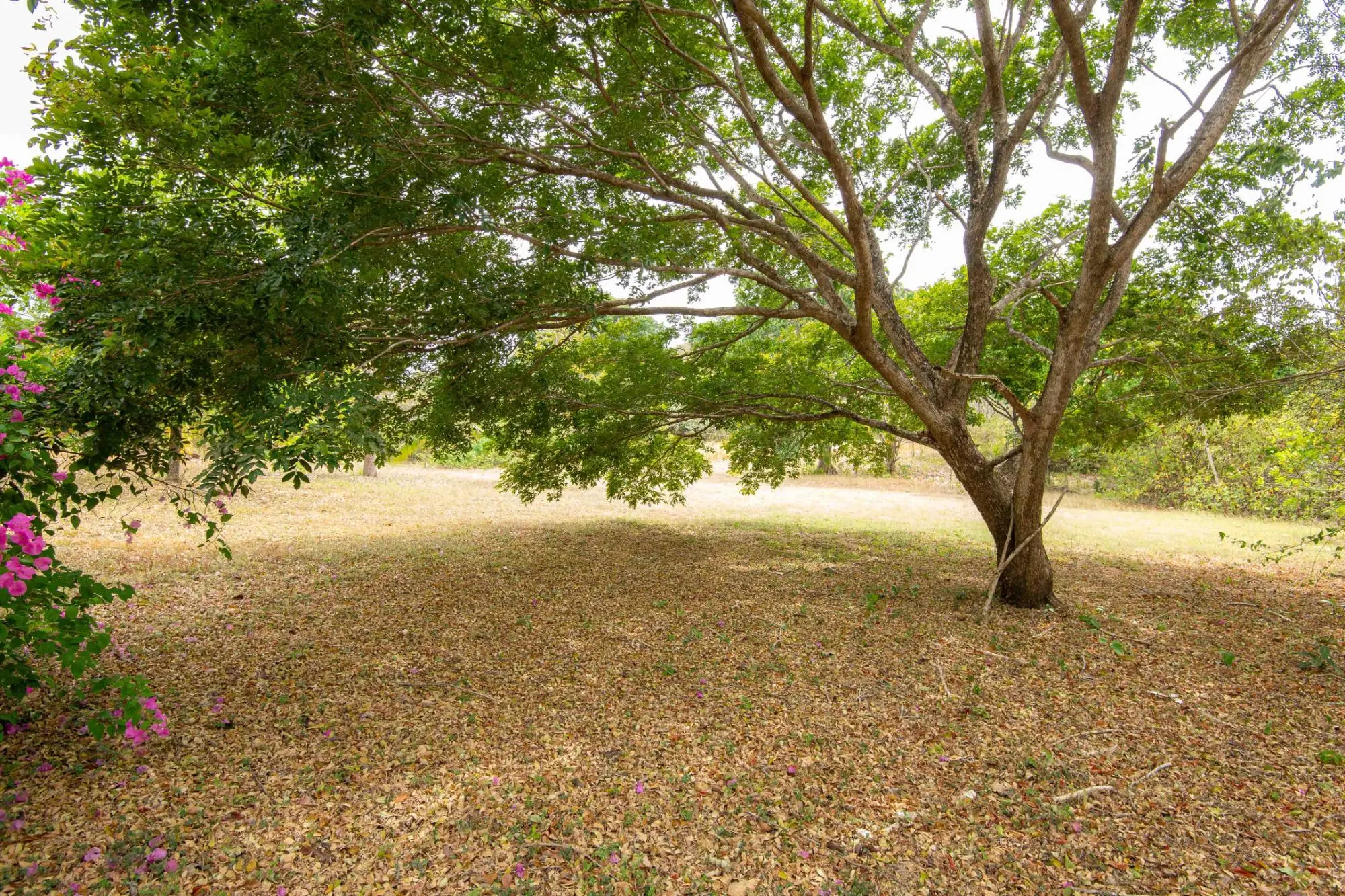 Avenida Principal, Cabuya, Chame - Photo 97