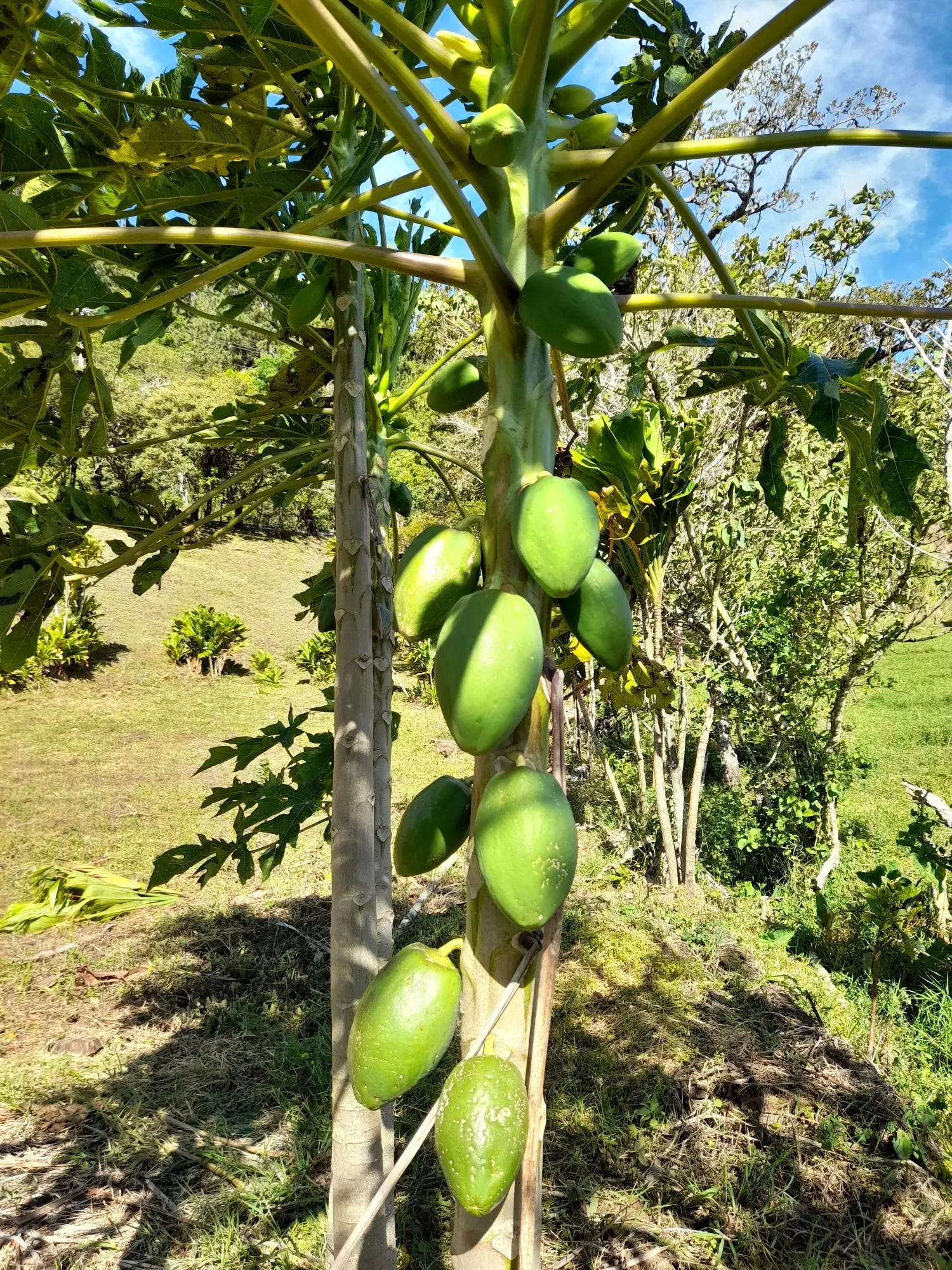 Volcan Chiriqui - Photo 73