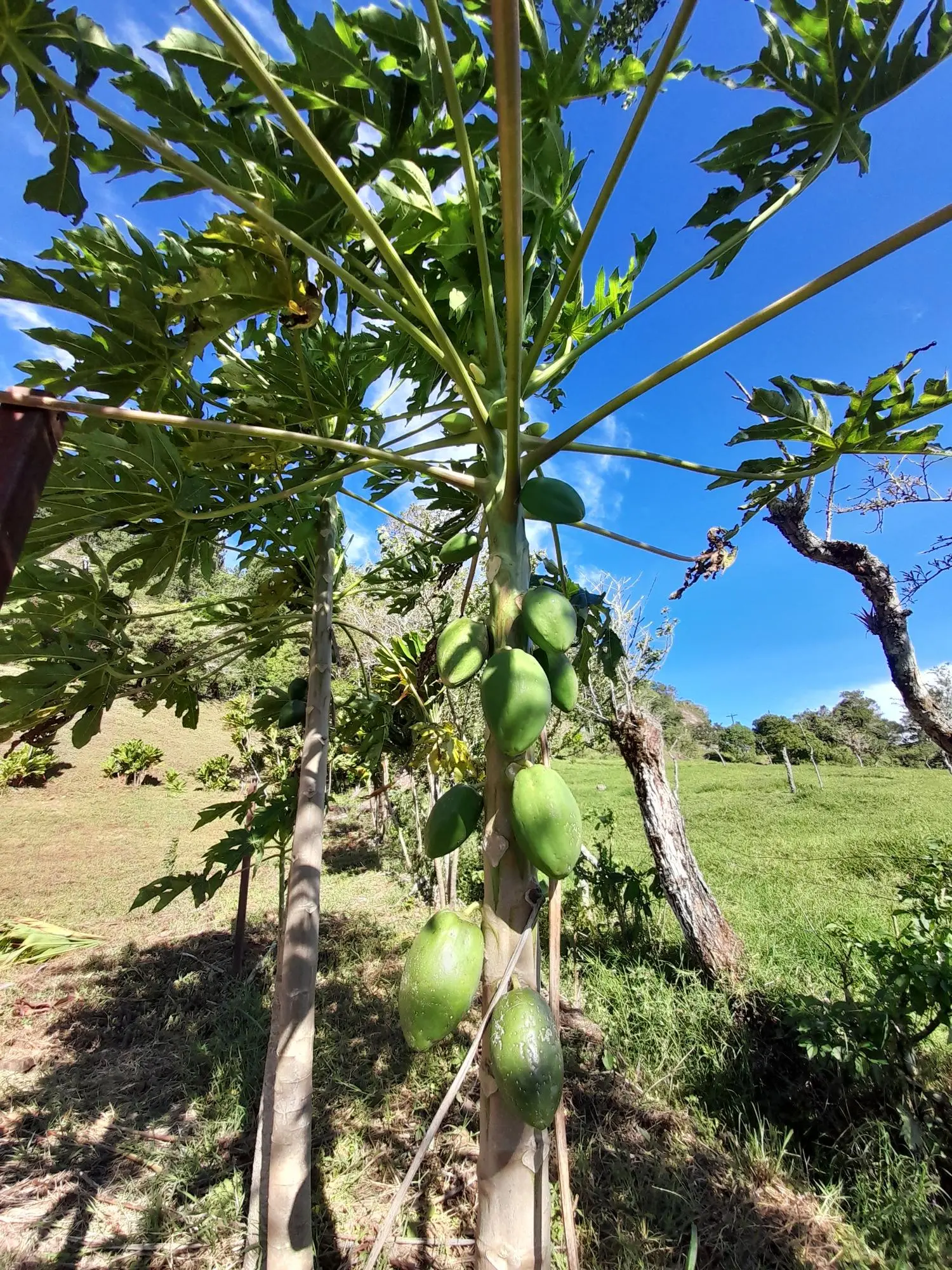 Volcan Chiriqui - Photo 134