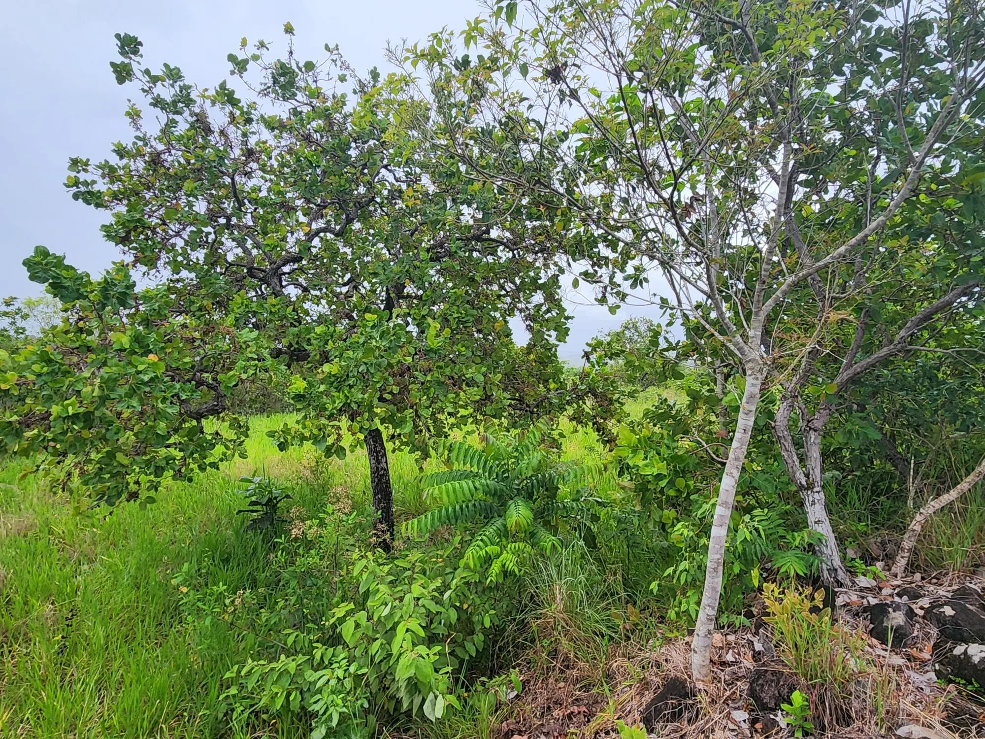 Caldera Chiriqui Panama - Photo 8