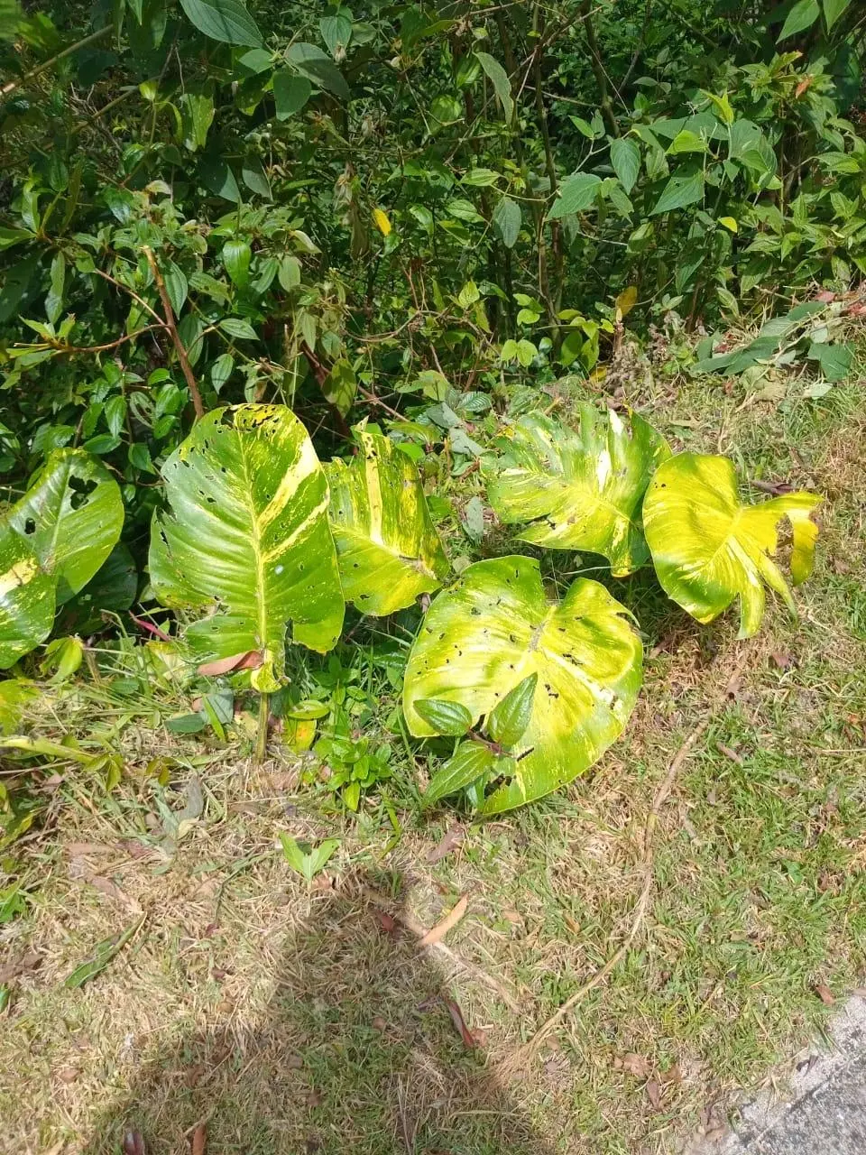 Venta De Terreno En Vía A Chica - Photo 8