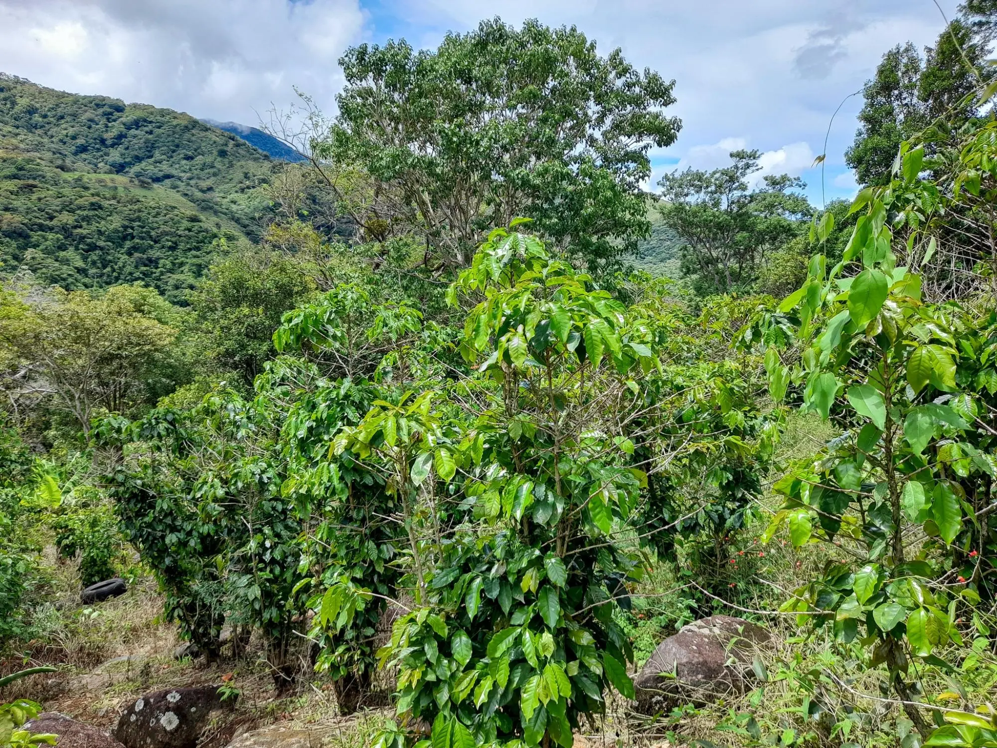 Caldera, Boquete Chiriqui Panama - Photo 38