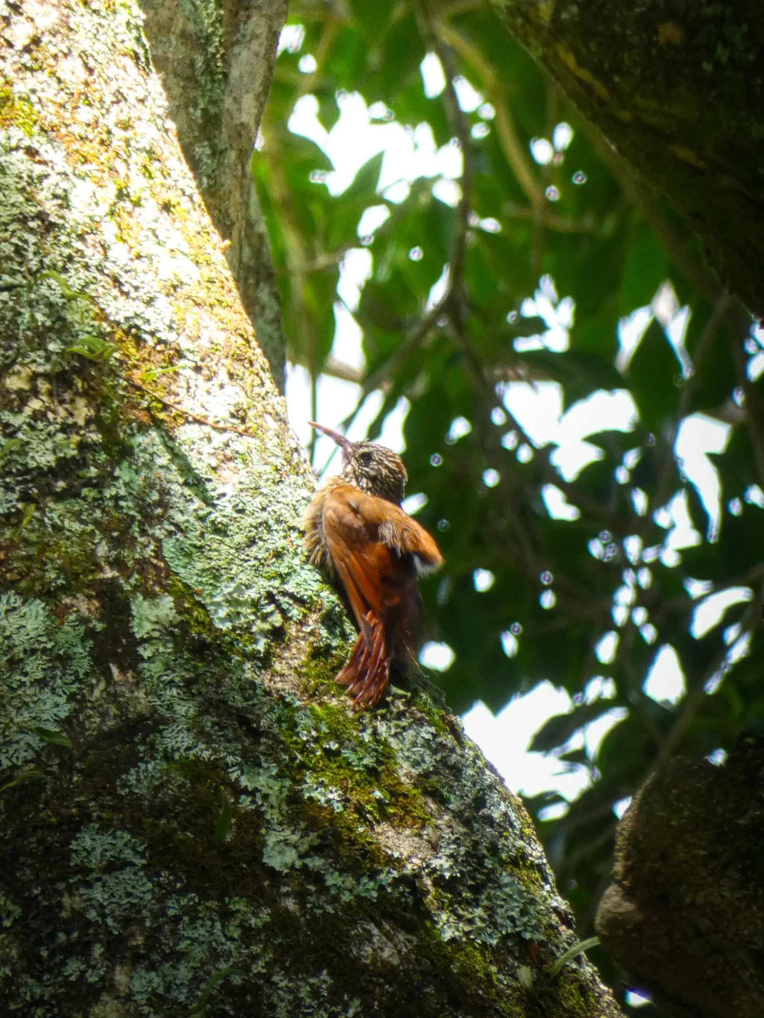 Caldera, Boquete Chiriqui Panama - Photo 56