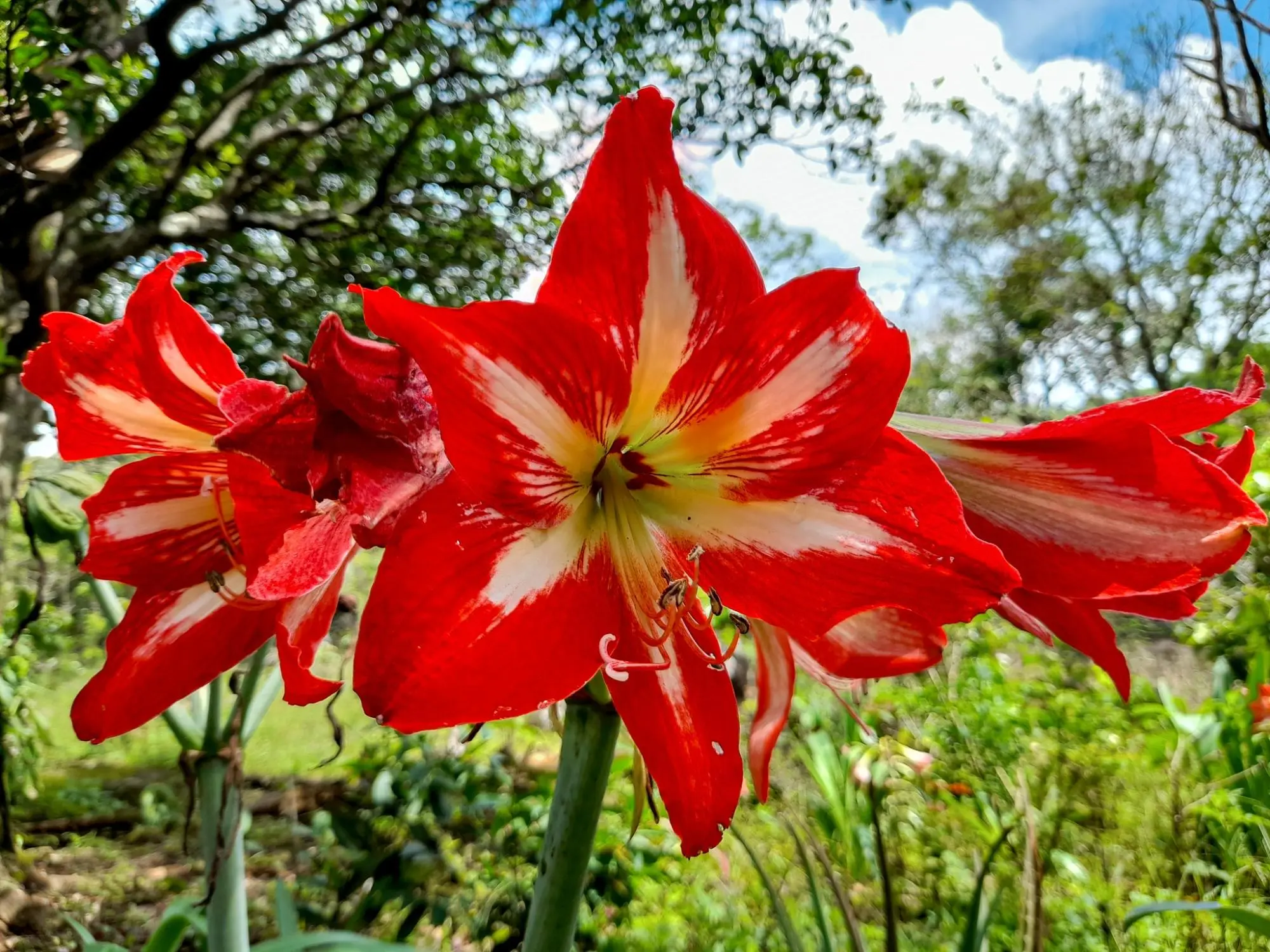 Caldera, Boquete Chiriqui Panama - Photo 7