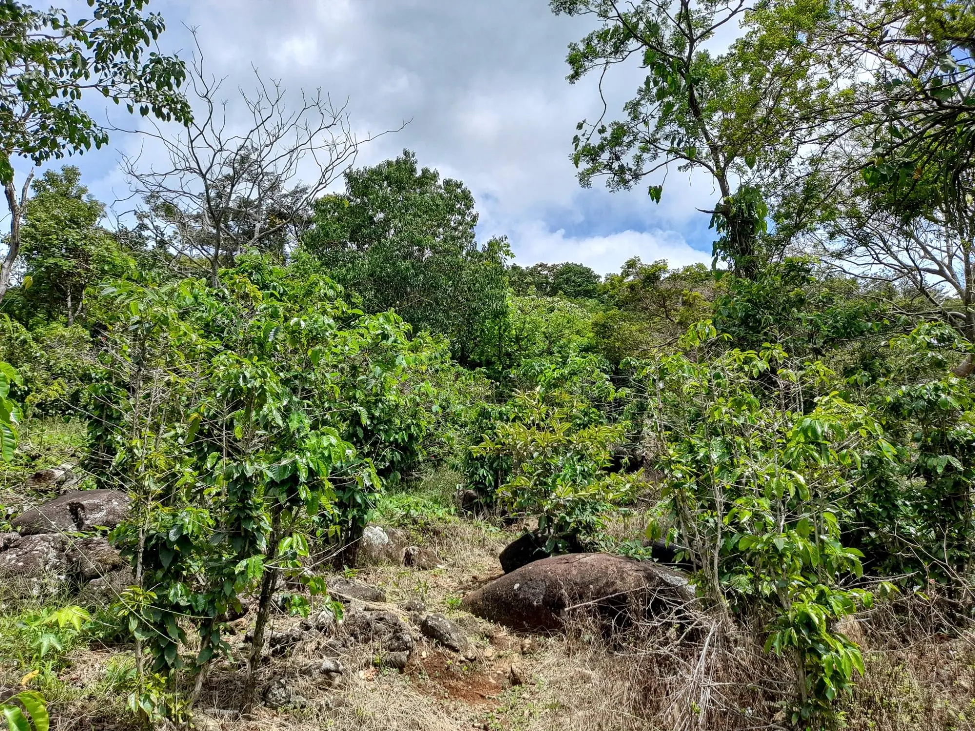 Caldera, Boquete Chiriqui Panama - Photo 34