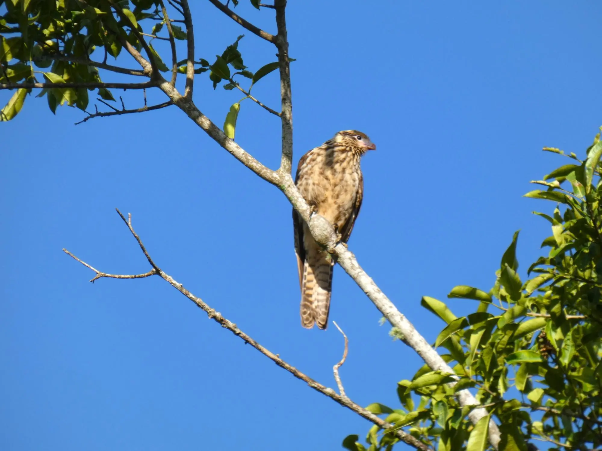 Caldera, Boquete Chiriqui Panama - Photo 57