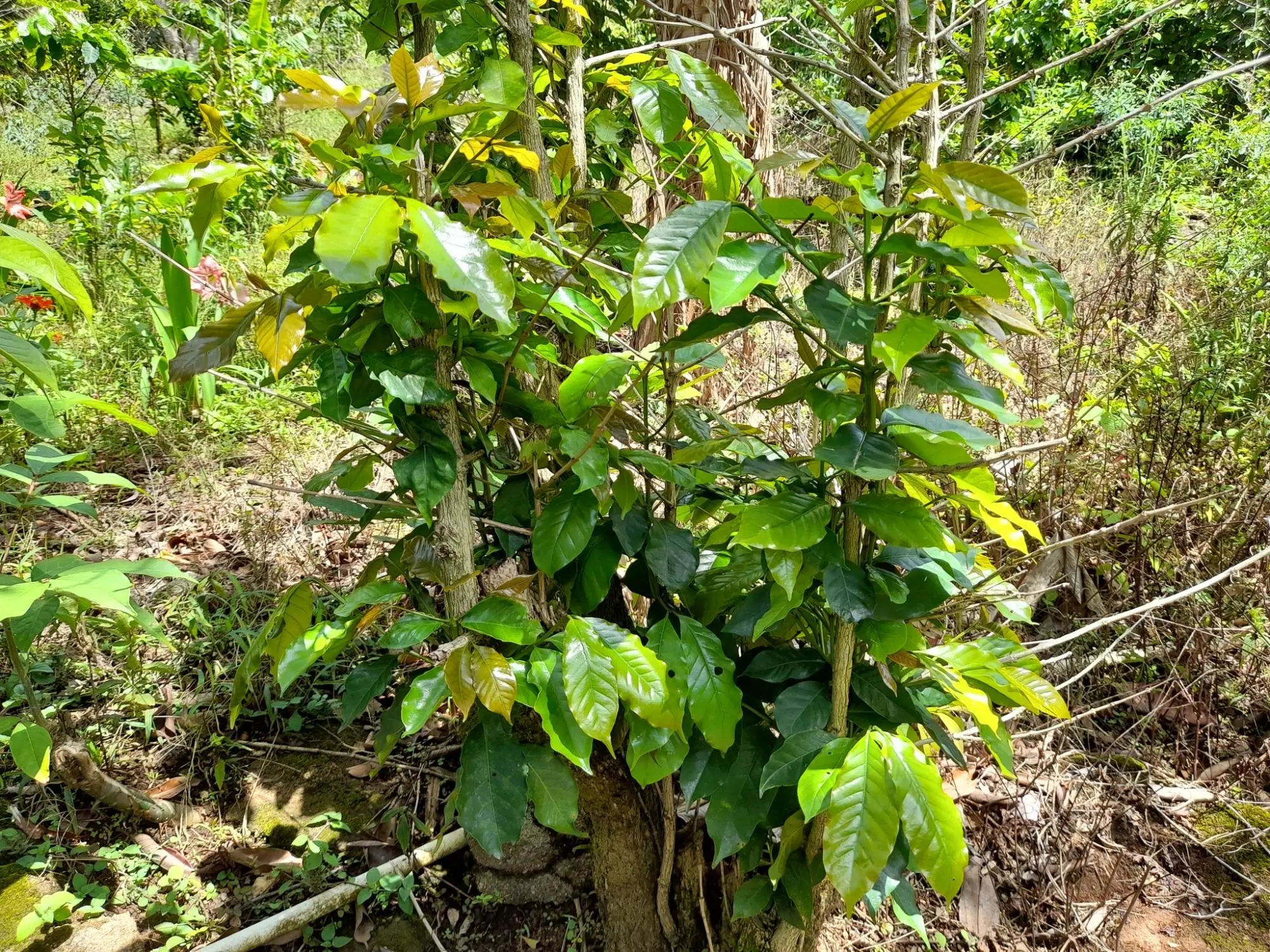 Caldera, Boquete Chiriqui Panama - Photo 10