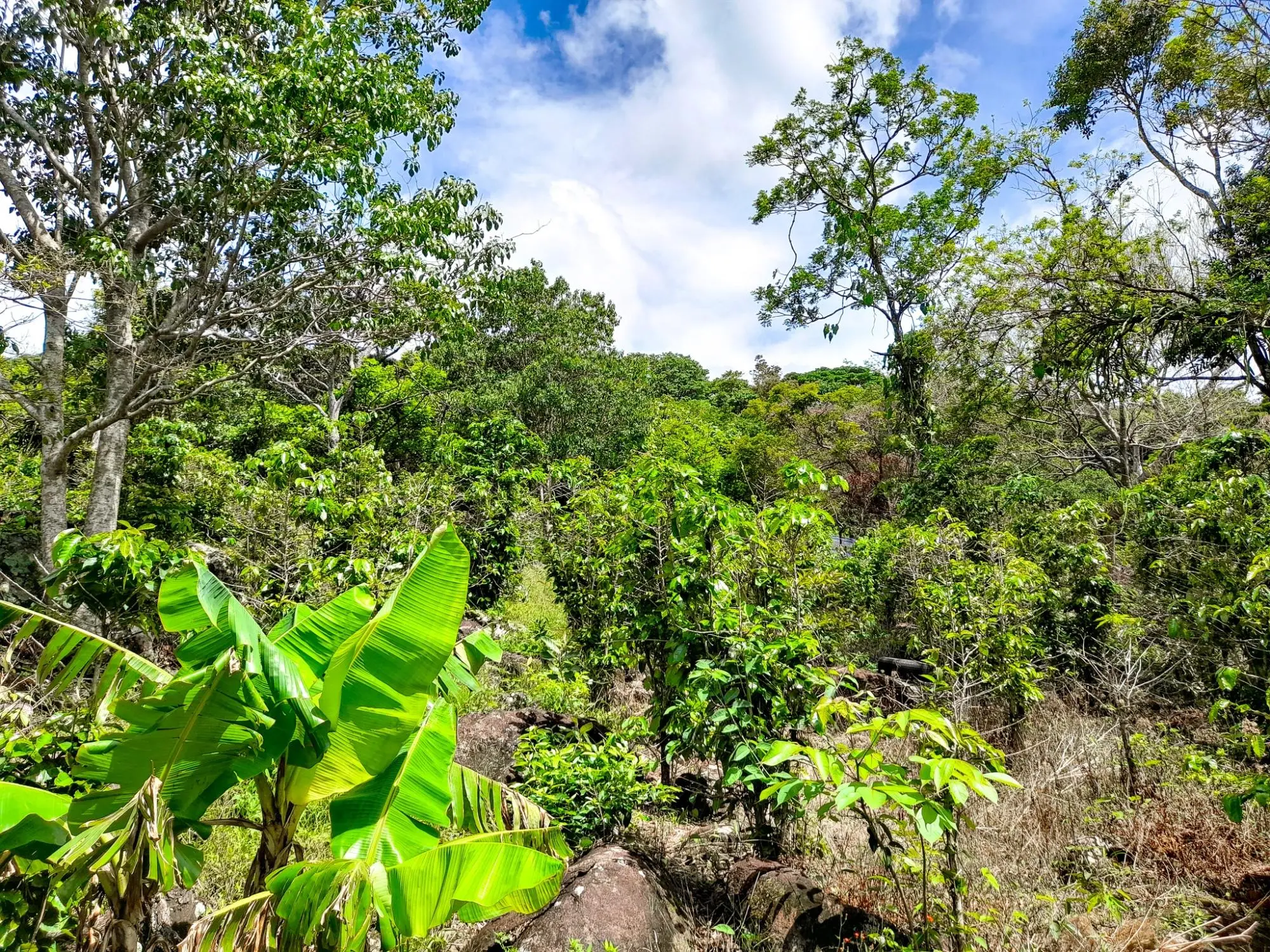 Caldera, Boquete Chiriqui Panama - Photo 5